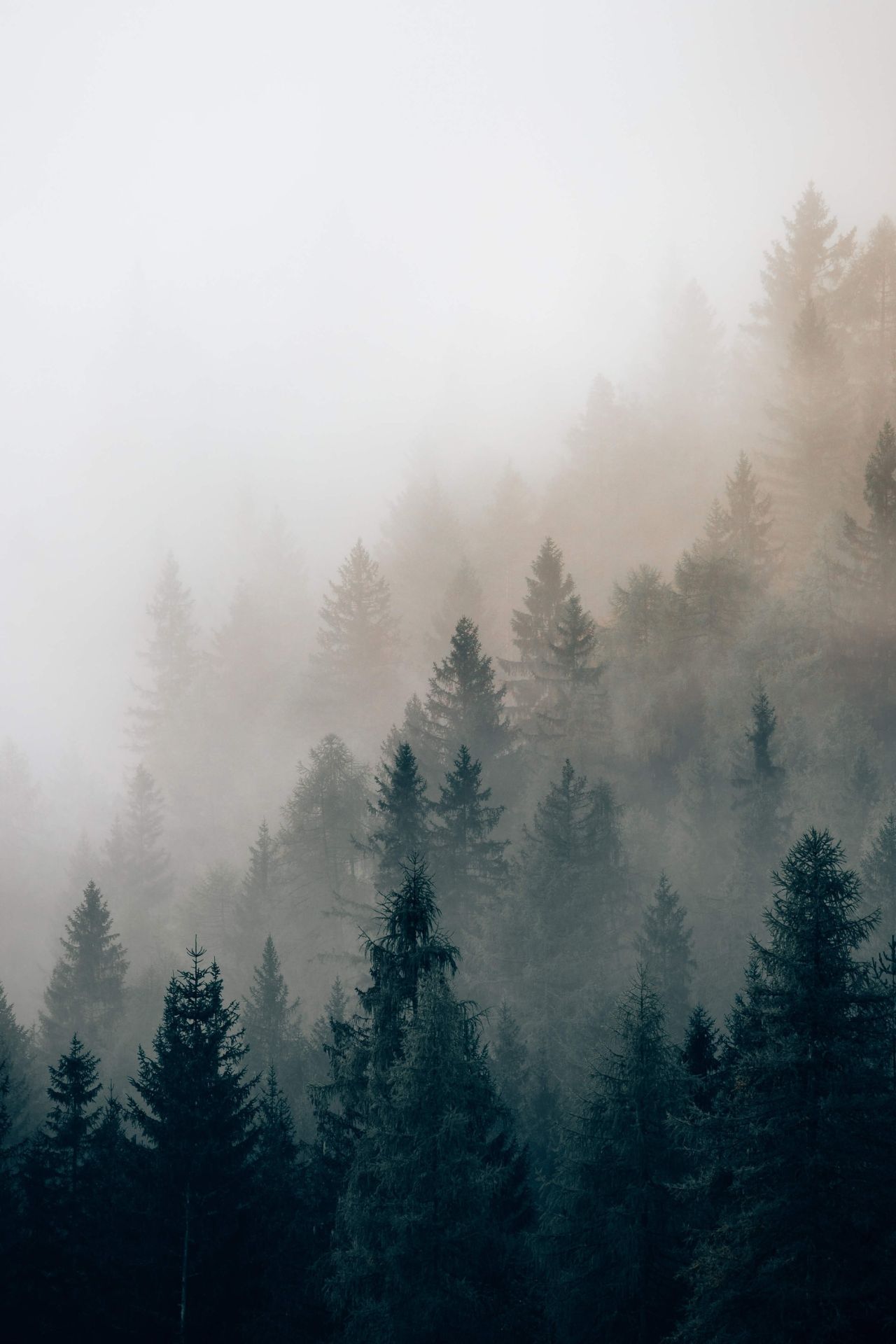 A foggy forest with pine trees and an airplane - Foggy forest