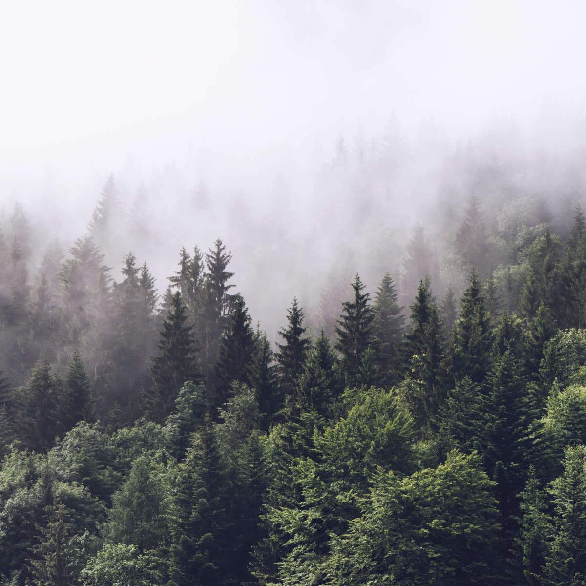 A foggy forest with trees and water - Foggy forest