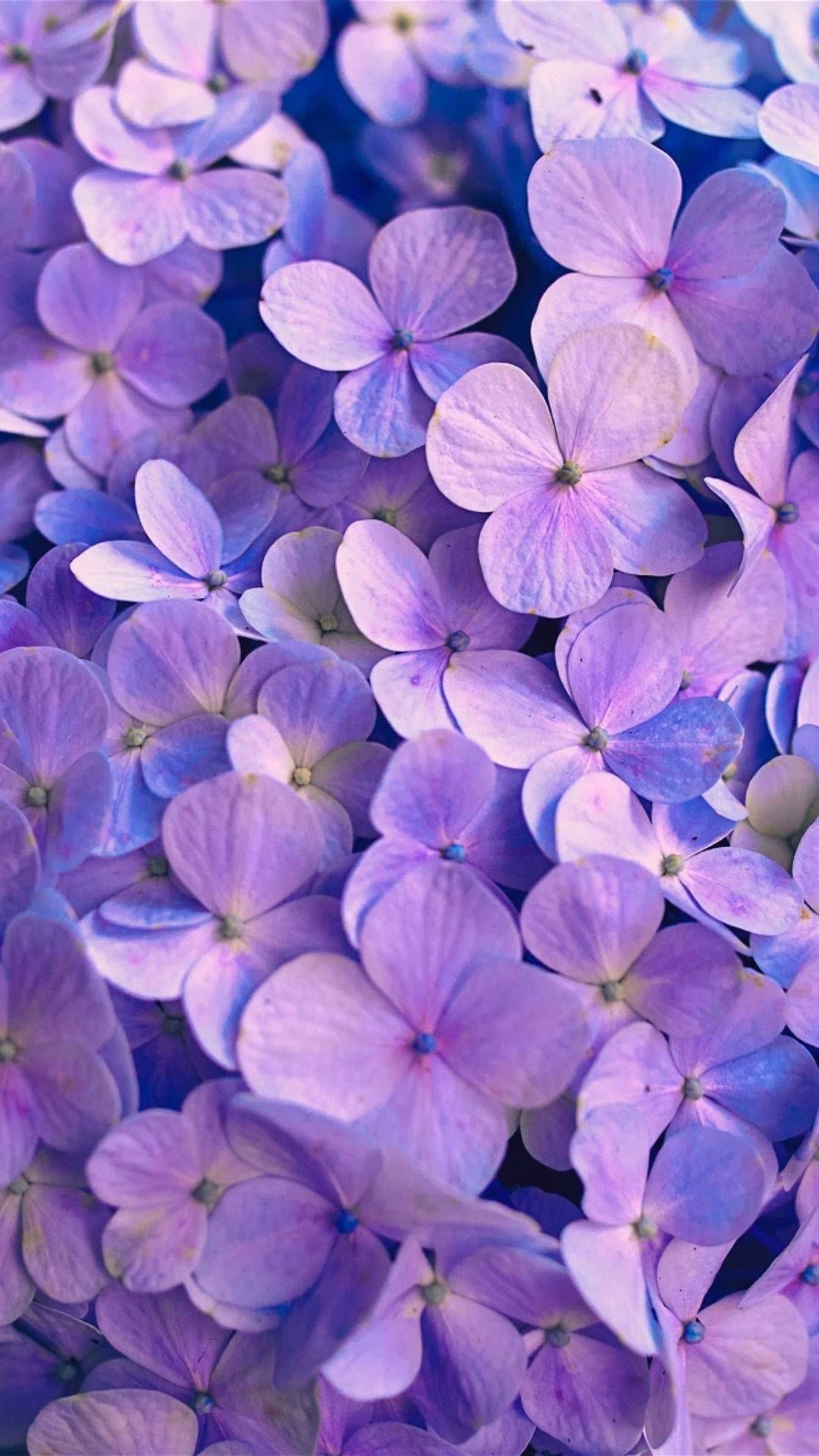 Download Purple Flower Aesthetic Wallpaper