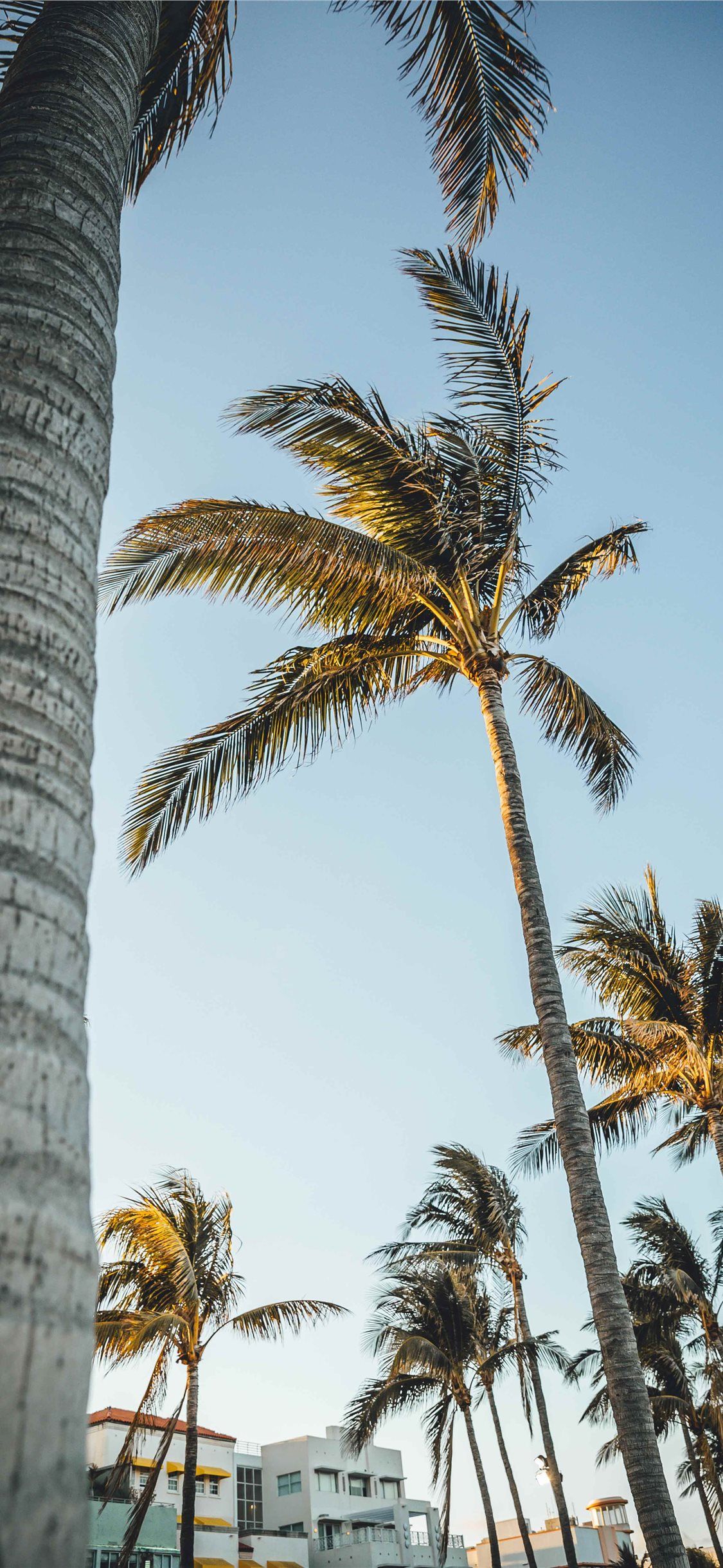 A palm tree is blowing in the wind - Miami