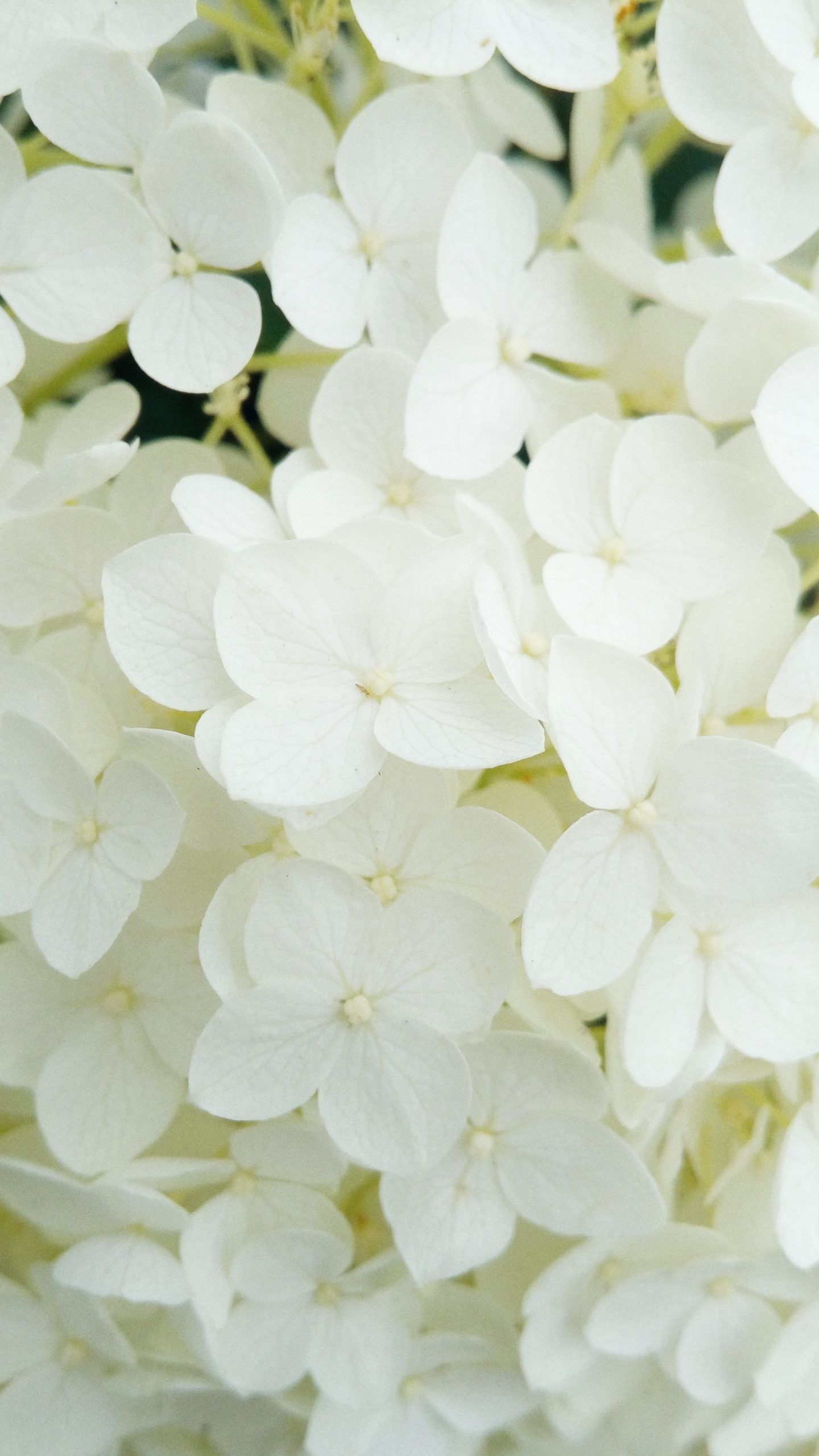 A bouquet of white hydrangeas. - Flower