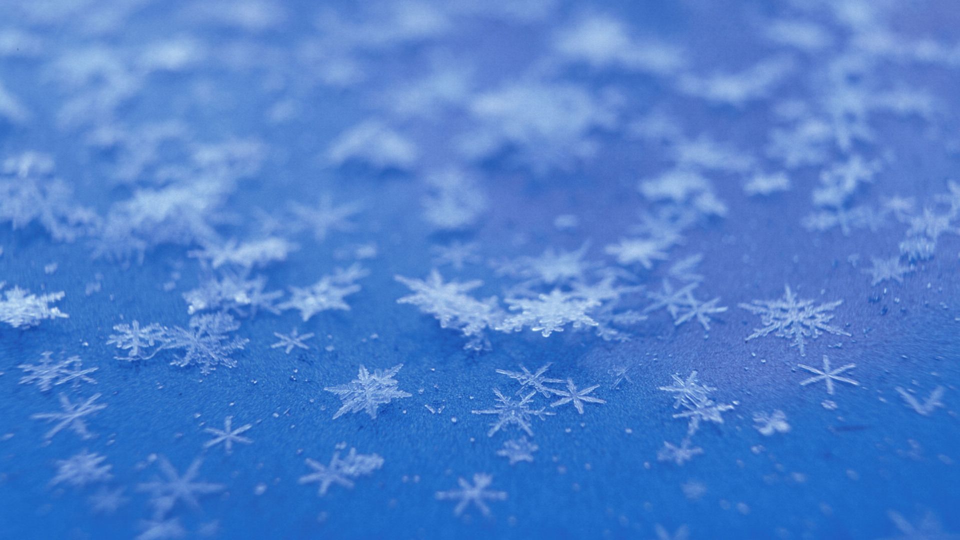 A close up of snowflakes on blue background - Snowflake