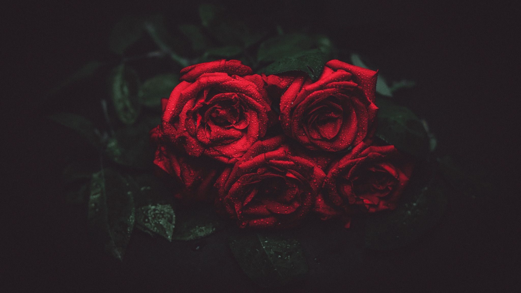 A bouquet of red roses on a black background. - 2048x1152