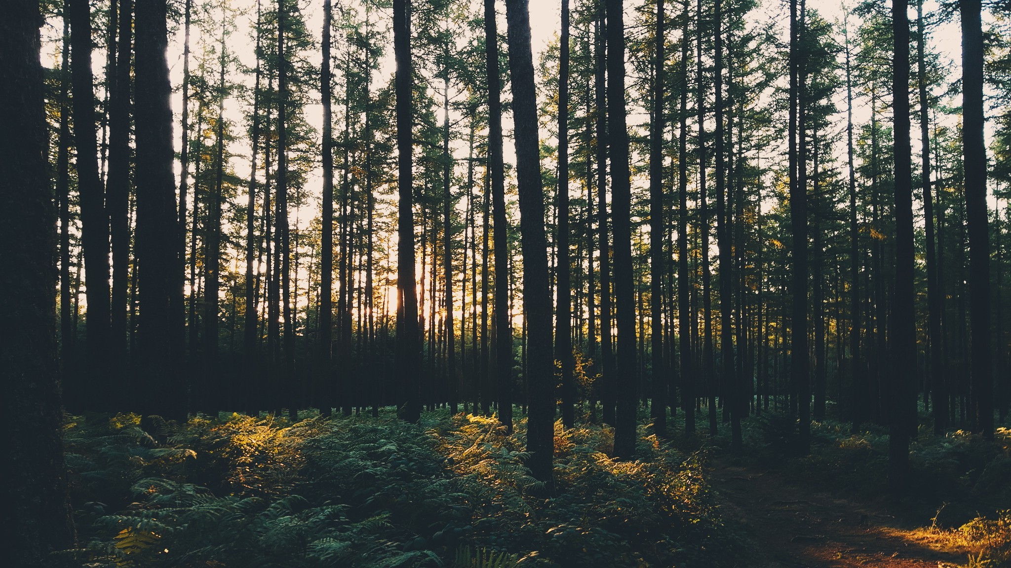 A forest with tall trees and ferns in the foreground. - 2048x1152