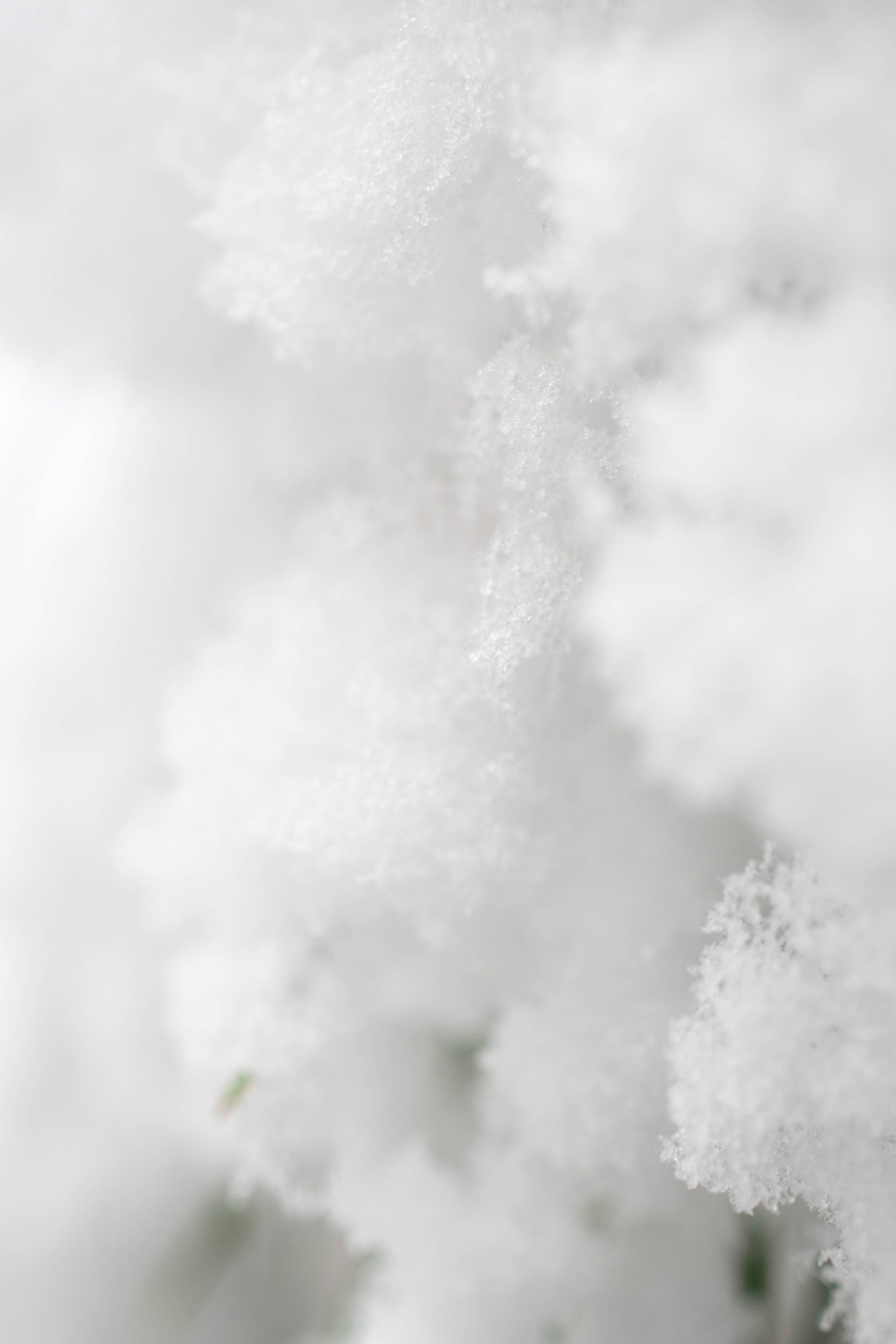 A close up of snow on a branch - Snowflake