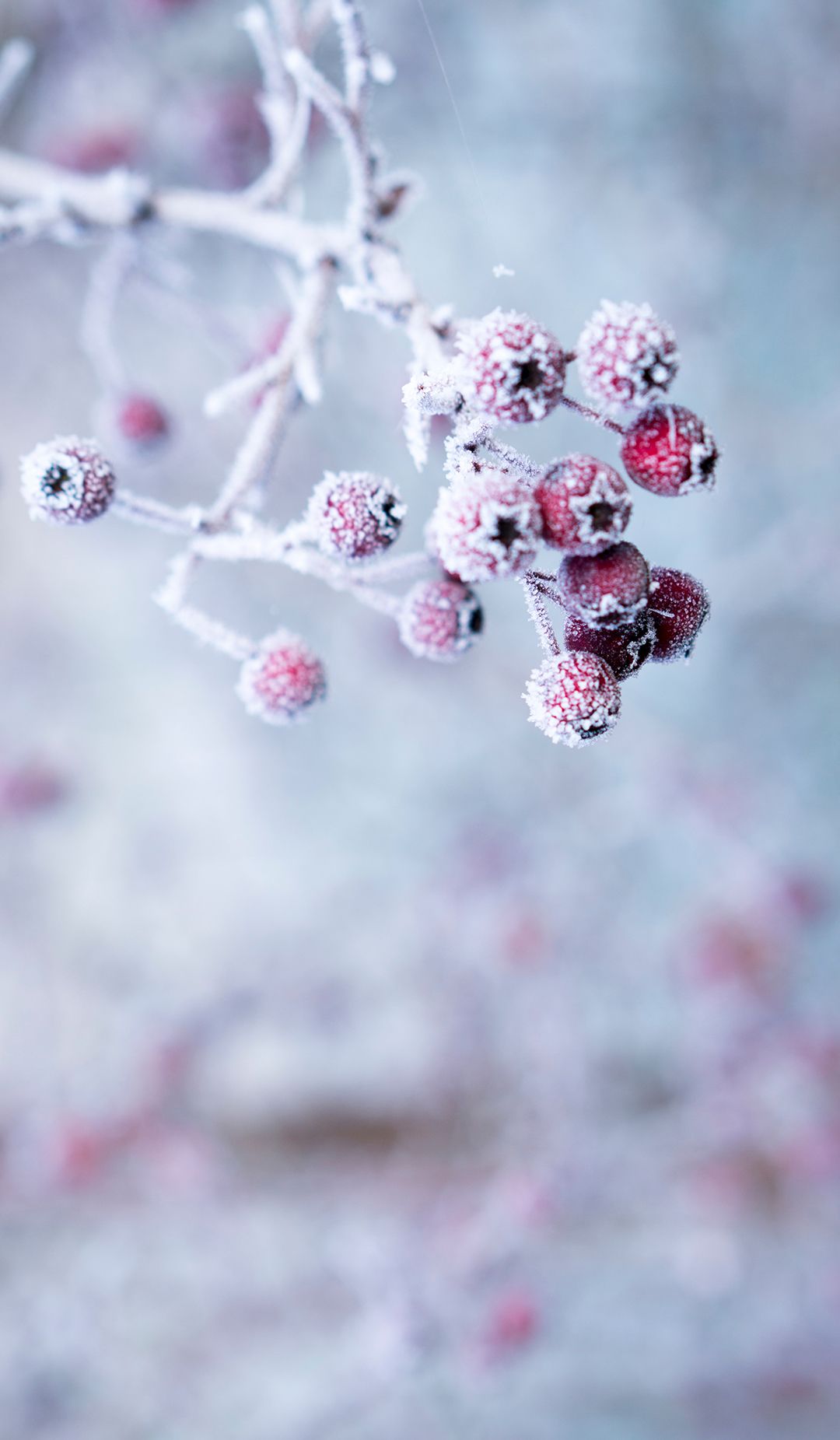 A tree with red berries on it - Snowflake