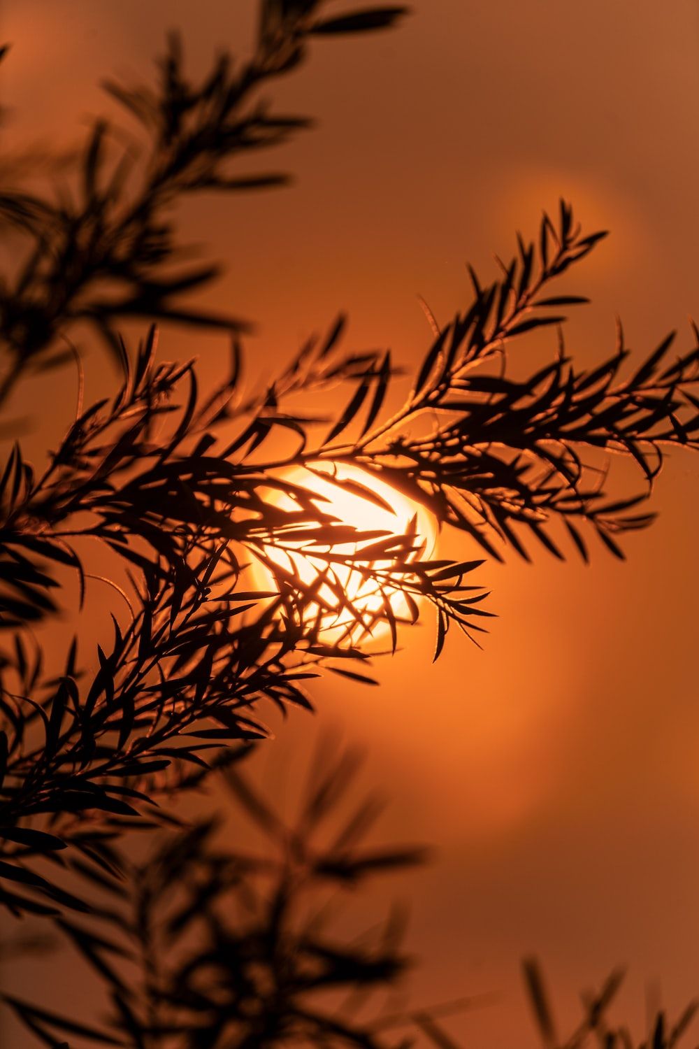 A sunset is seen through the branches of trees - Dark orange