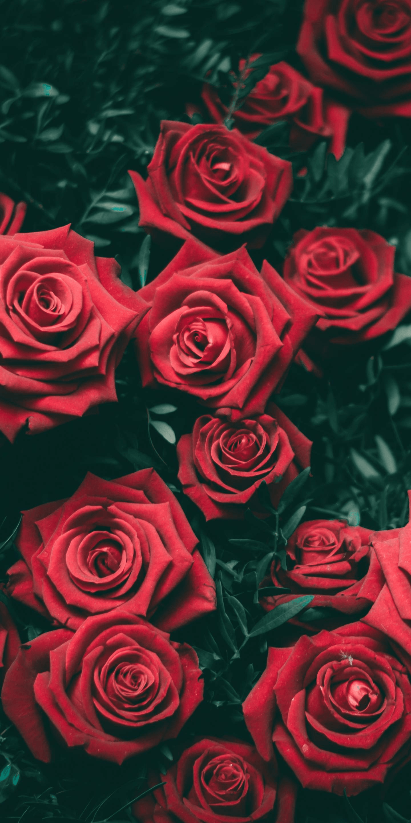A close up of many red roses - Flower, gothic, roses