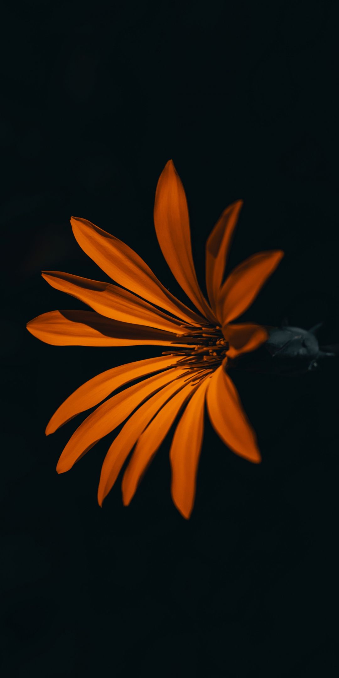 A yellow flower in a dark background - Dark orange
