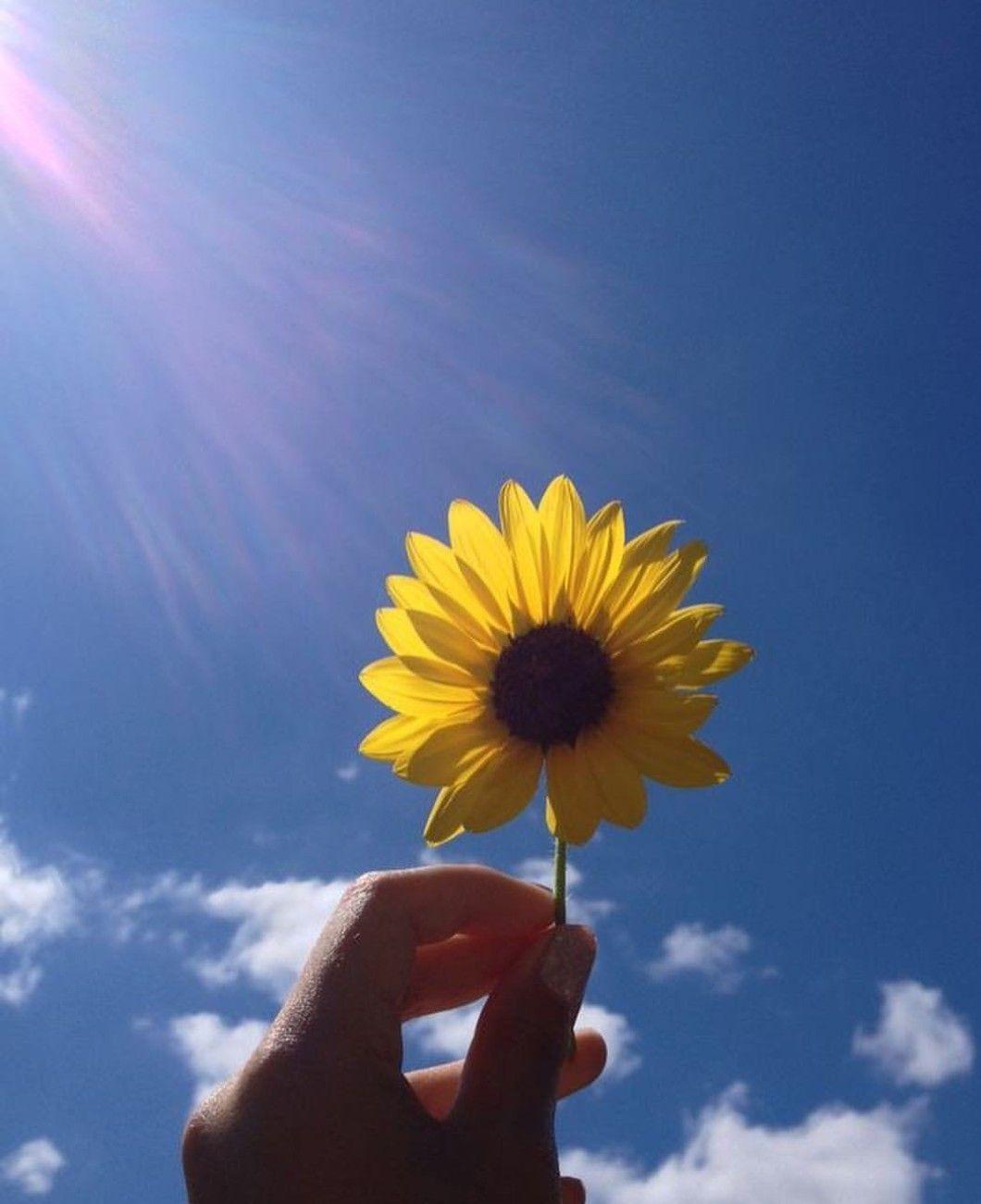 A person holding up the sunflower in front of them - Sunlight