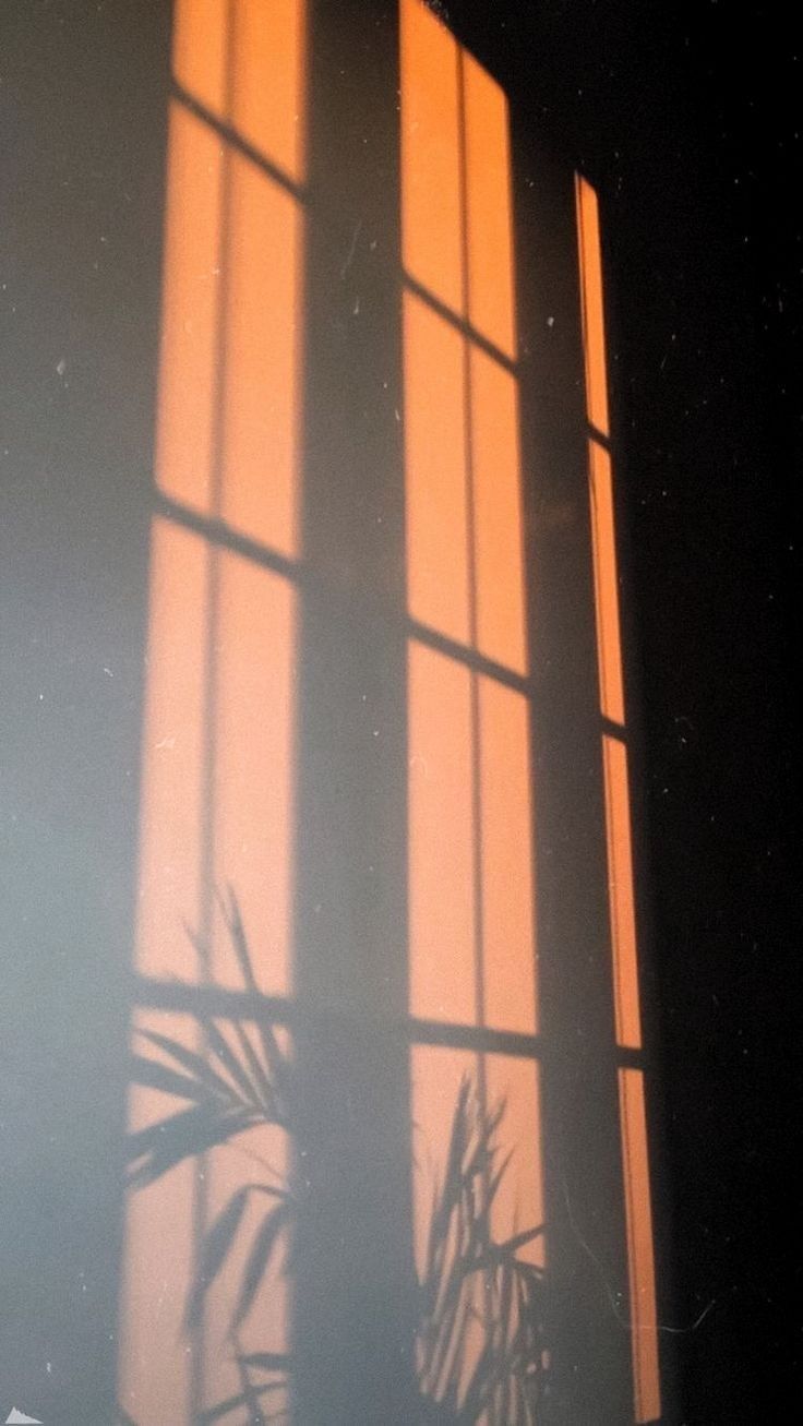 A photo of a window with the sun shining through and the shadow of a plant on the wall - Sunlight