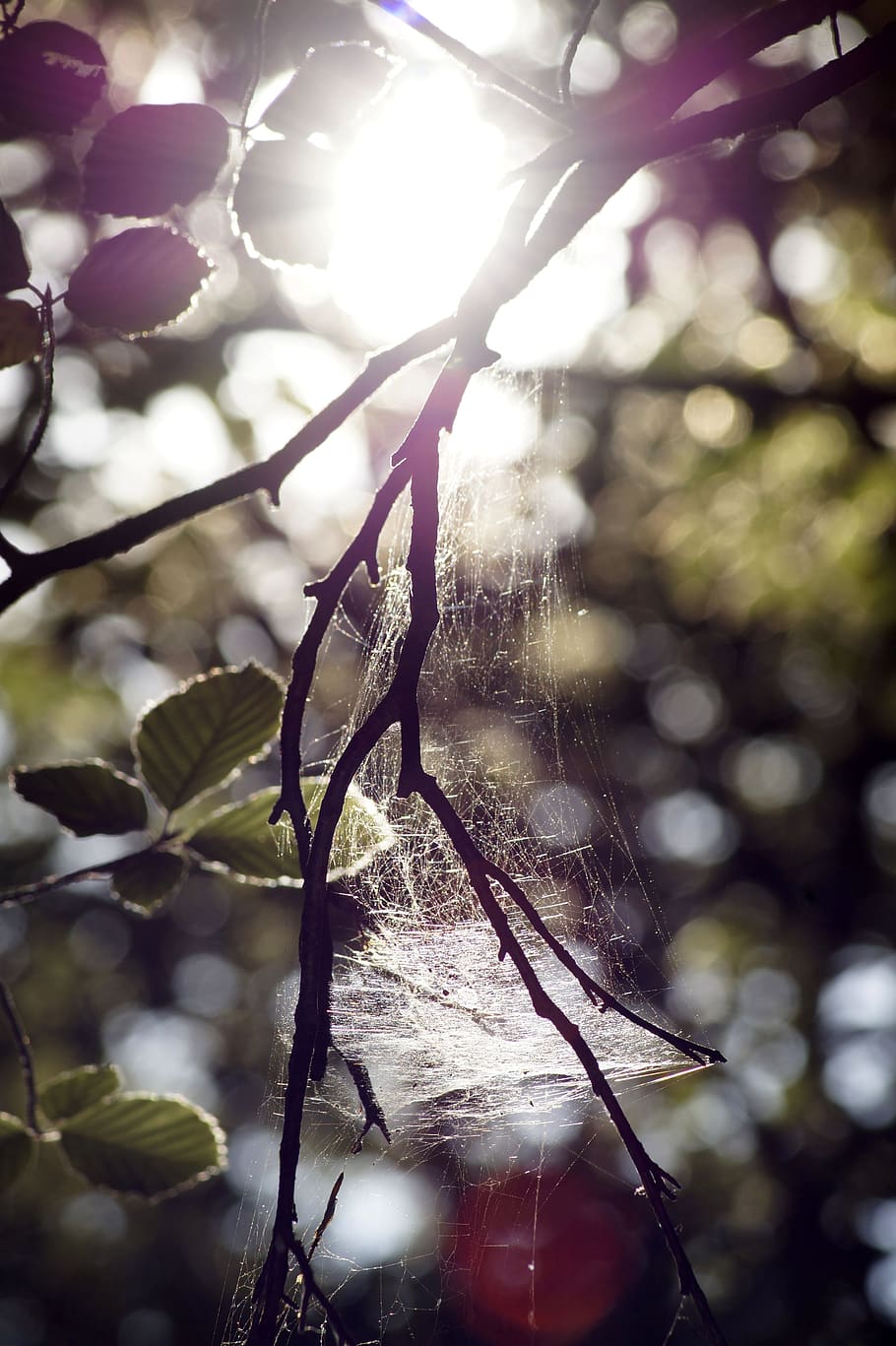 A spider web with sunlight shining through it - Sunlight