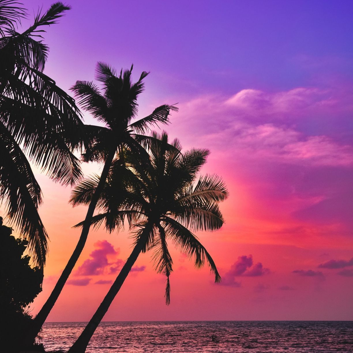 A sunset with palm trees on the beach - Tropical