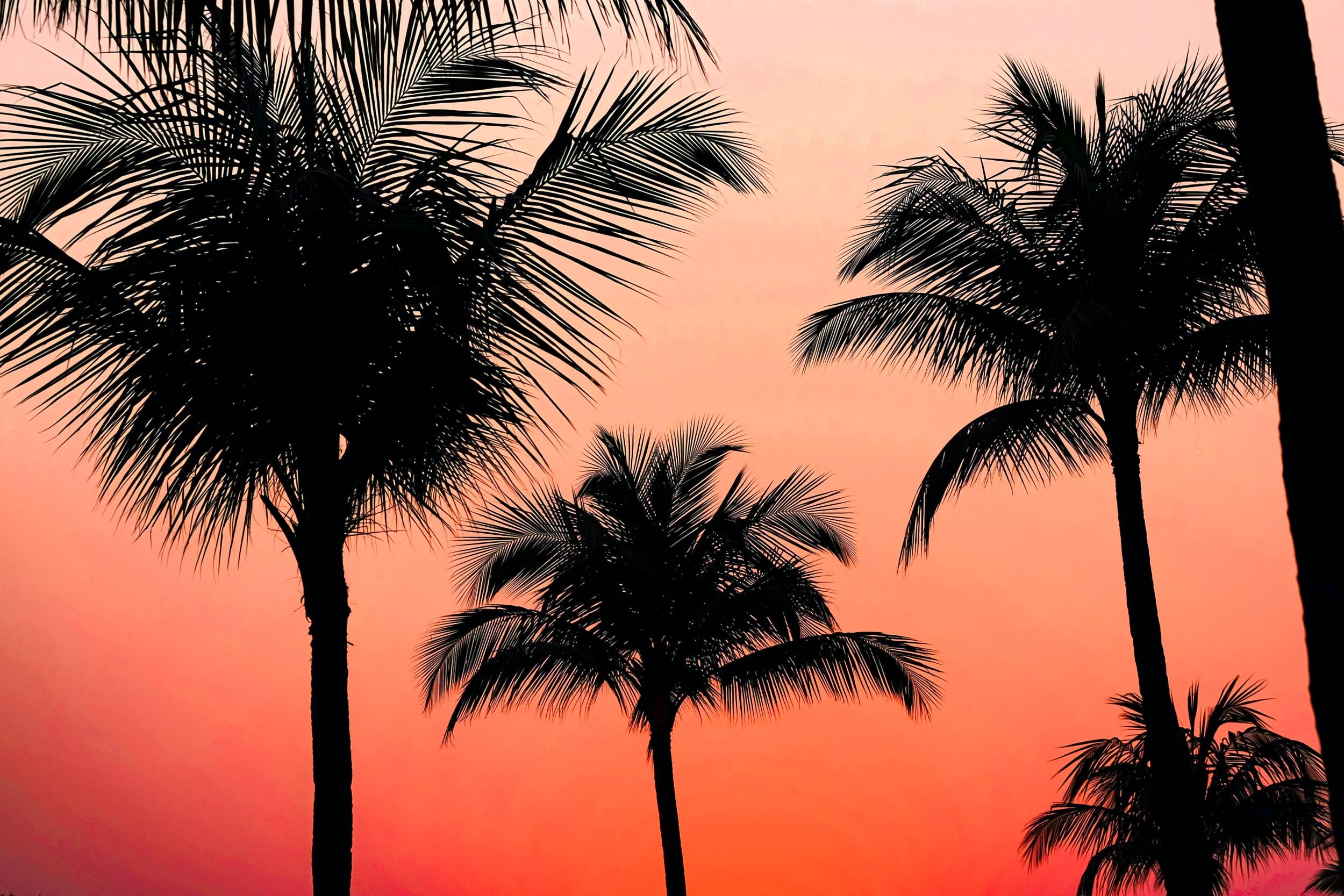 Silhouette of palm trees against a red sky - Tropical