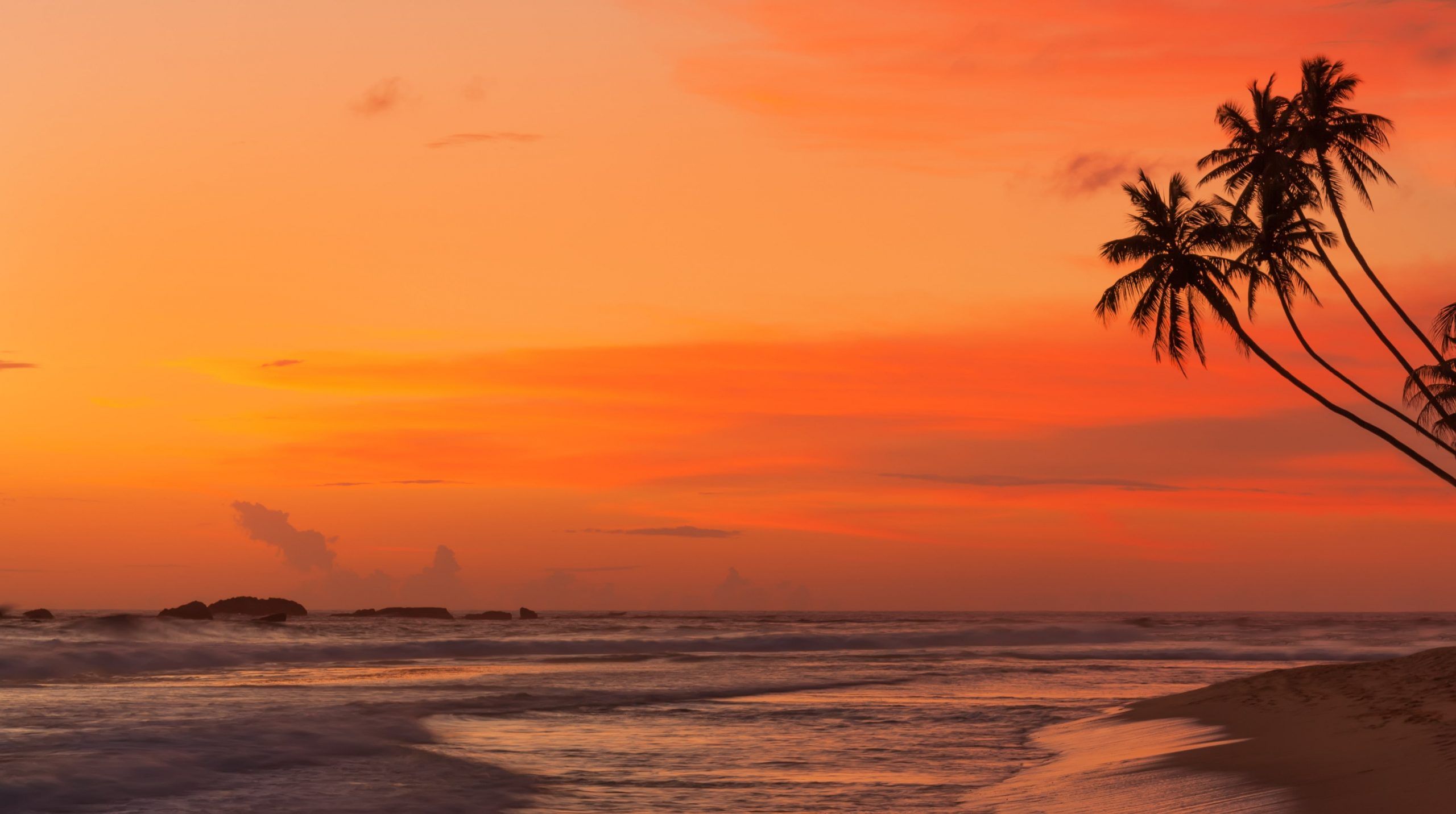 A beach with palm trees and an orange sunset - Tropical