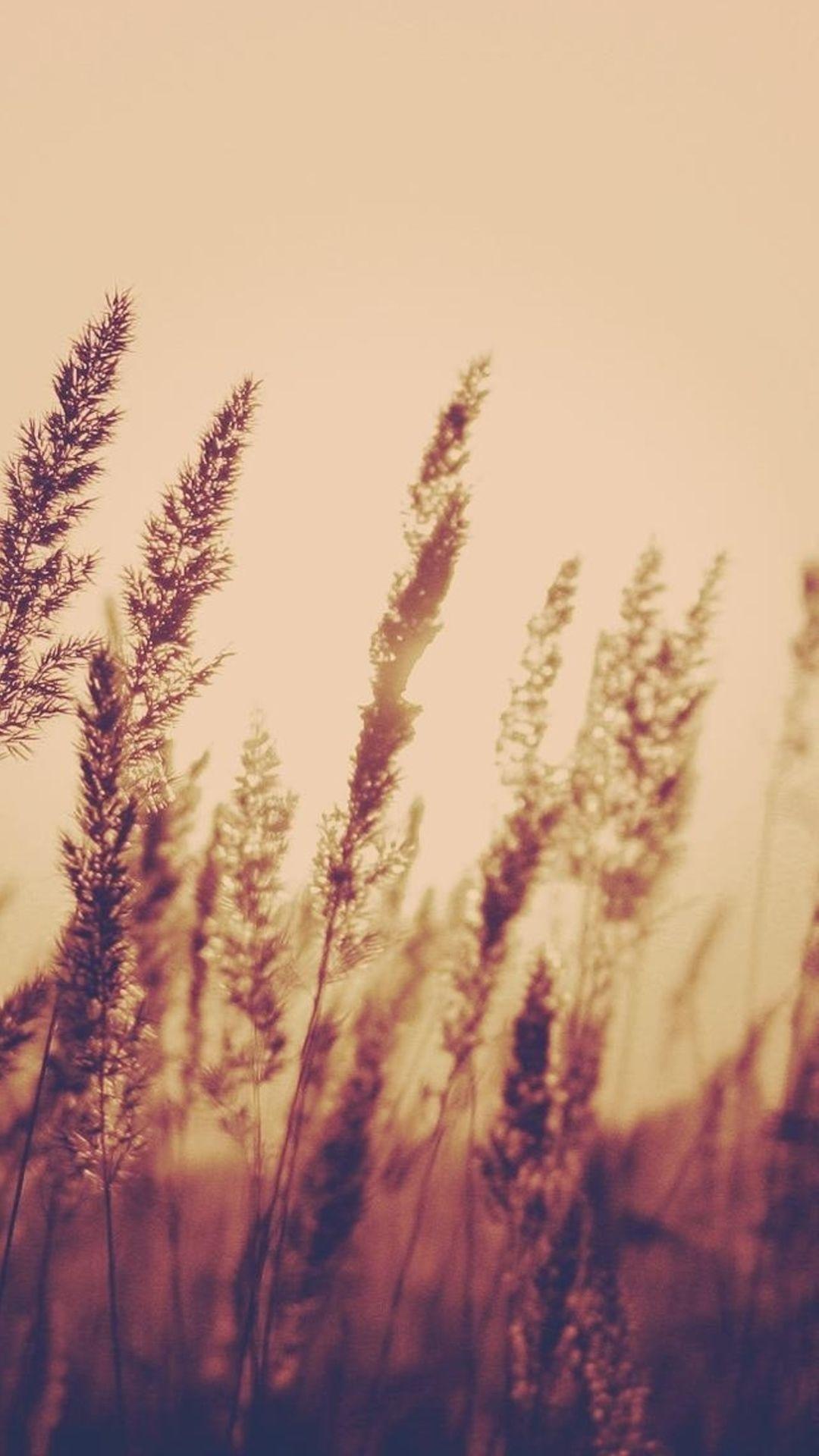 A field of tall grass with the sun setting in it - Blurry, nature, plants, sunlight