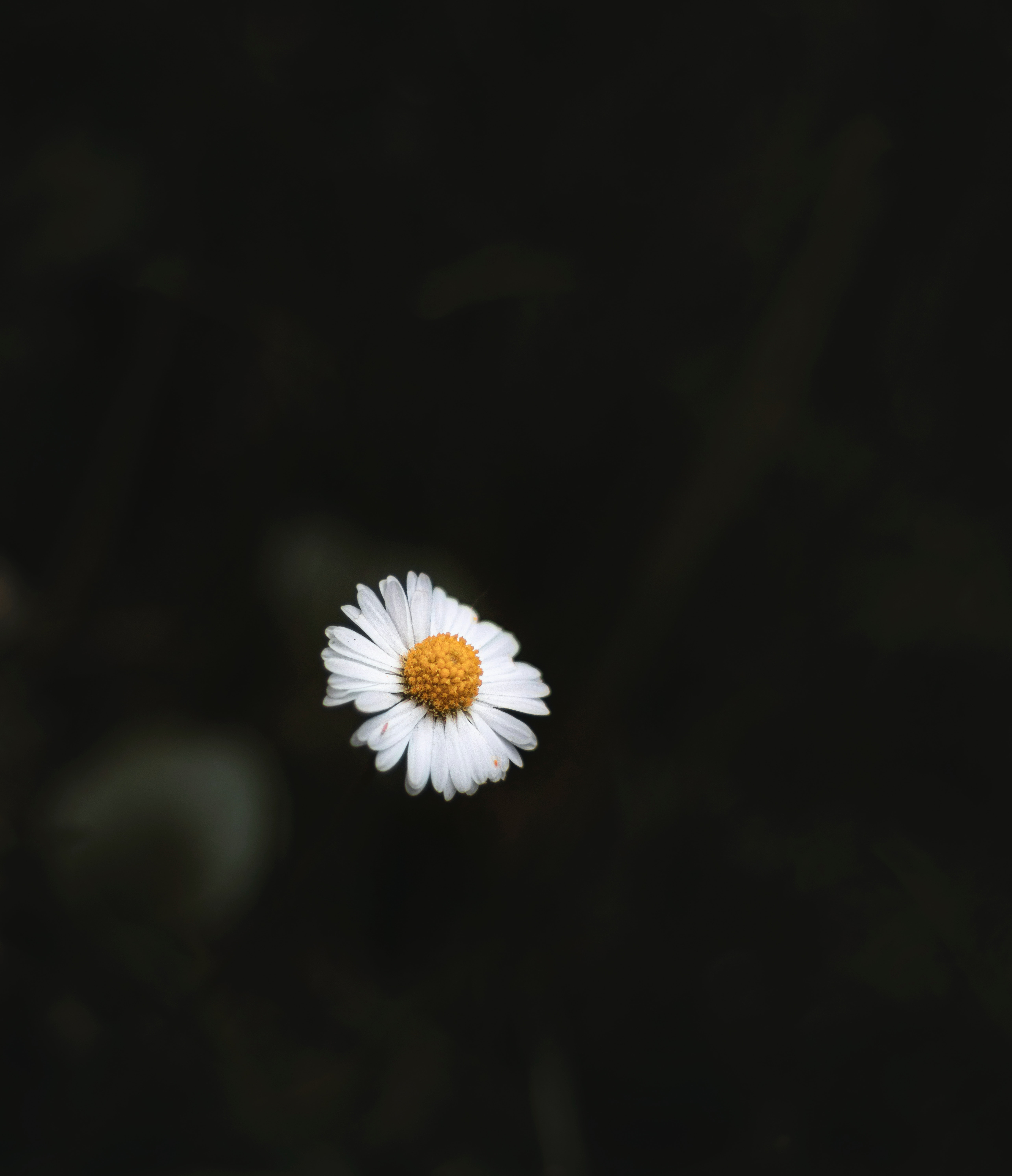 White Daisy Flower in Dark Background · Free