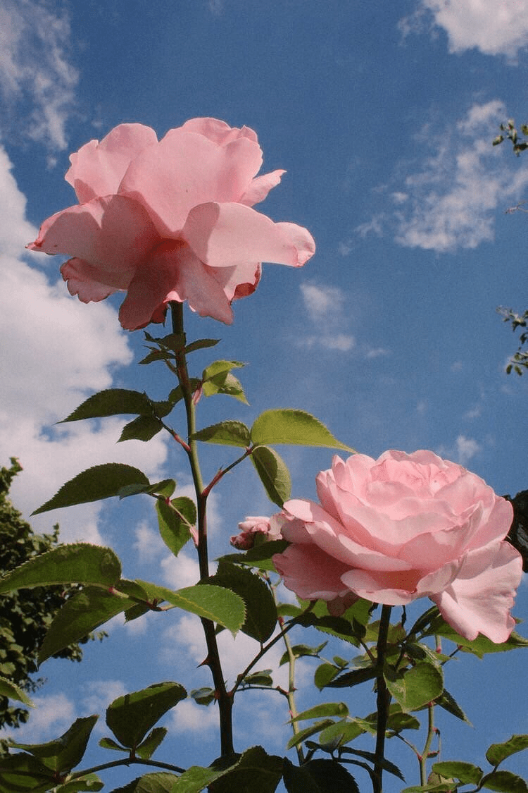 A pink rose with green leaves and blue sky - Flower, garden, roses