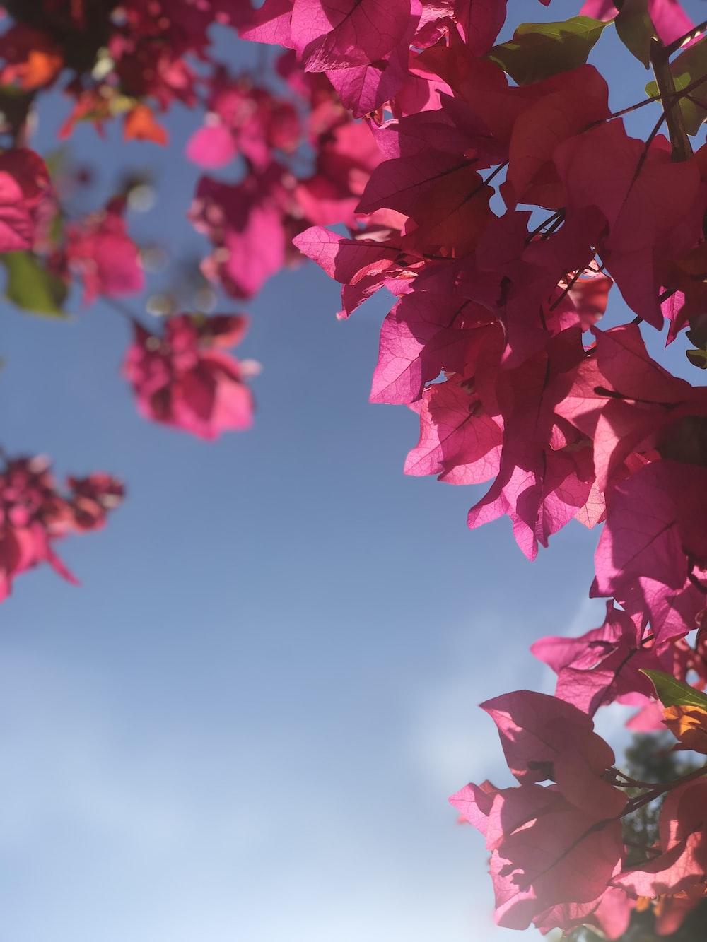 A tree with pink flowers in the background - Bright