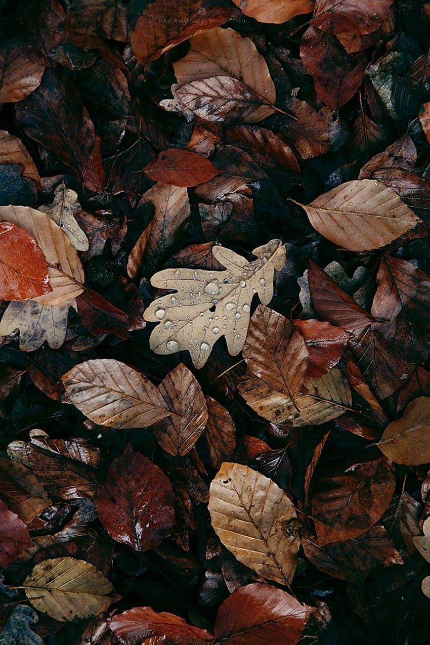 A pile of leaves on the ground - Cozy, vintage fall