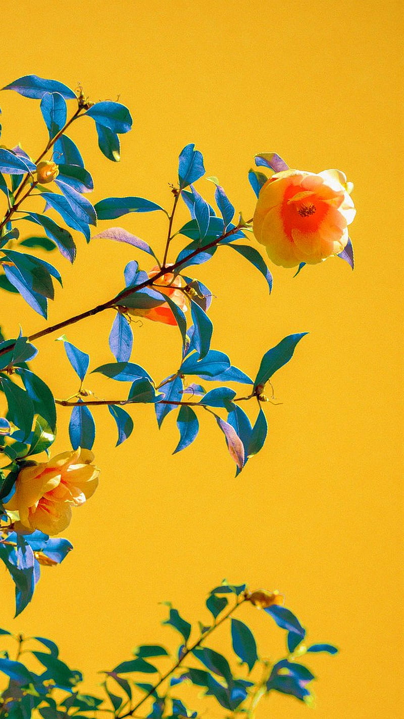 A yellow background with flowers and leaves - Vintage fall
