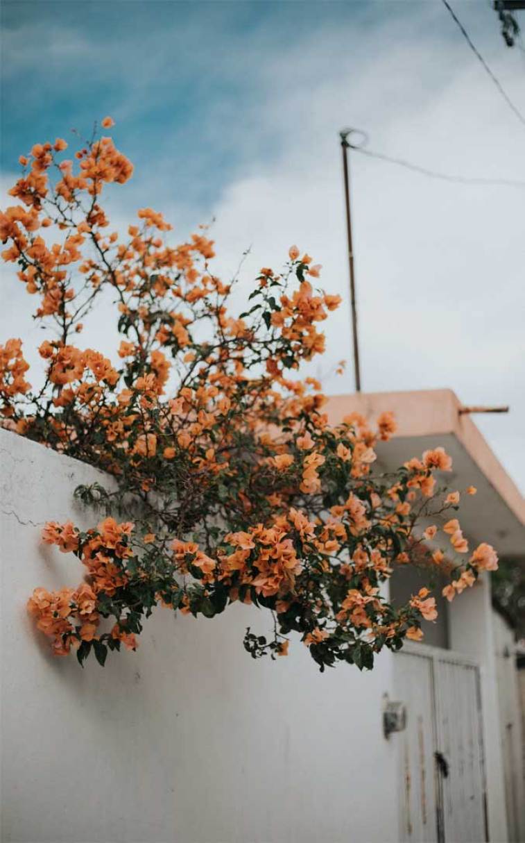 A white wall with orange flowers on it - Vintage fall