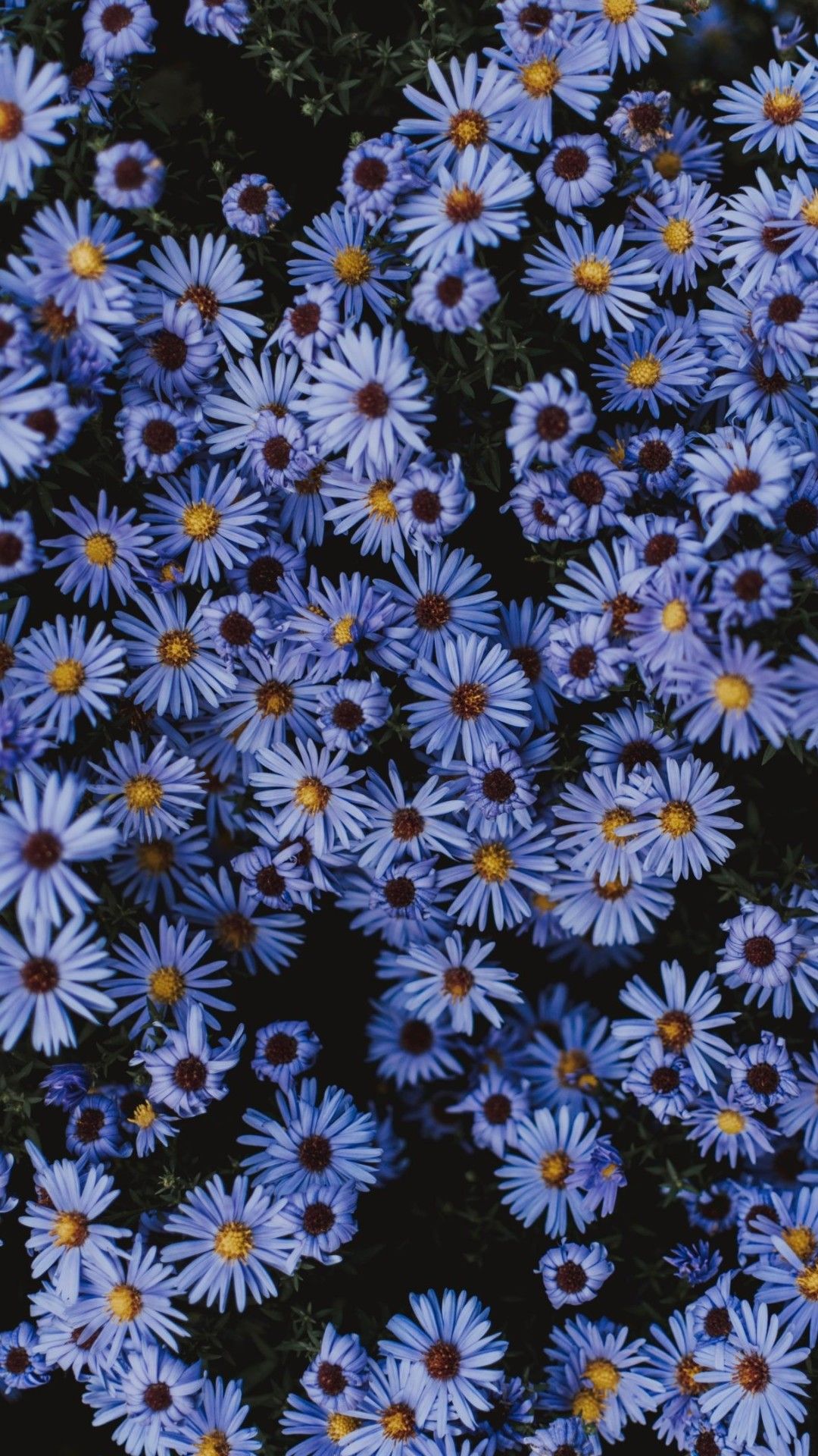 Blue flowers on a black background - Flower, daisy, tulip