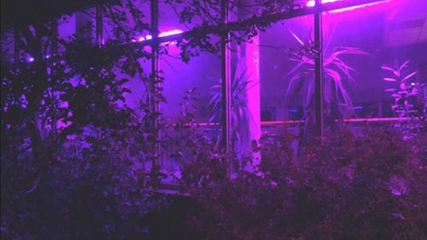 The purple light in a greenhouse - 1366x768