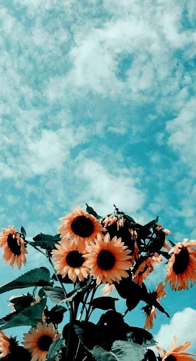 Sunflowers against a blue sky with clouds - Retro