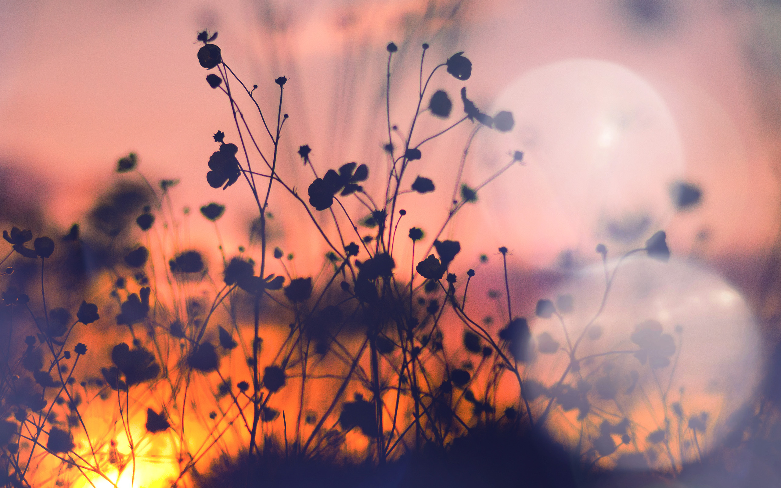 A photo of a field at sunset with the sun setting behind the flowers. - Shadow