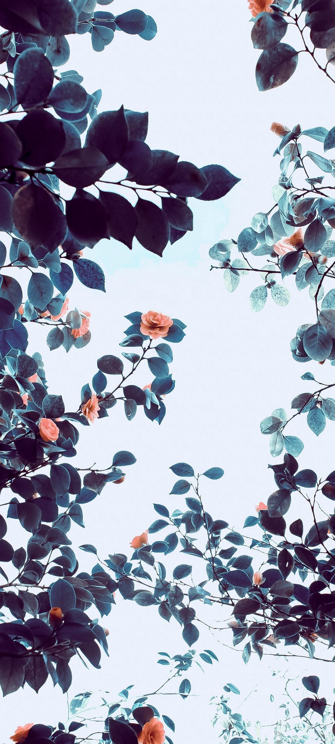 A tree with leaves and flowers on it - 1080x2400