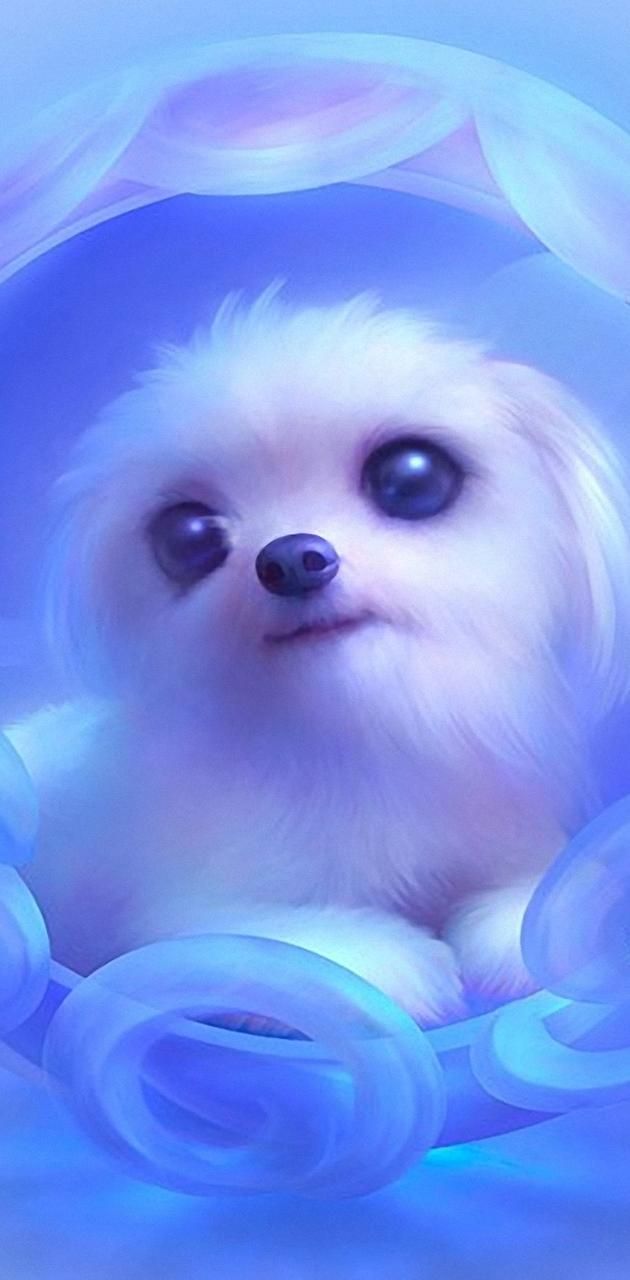 IPhone wallpaper of a white puppy with blue background - Puppy