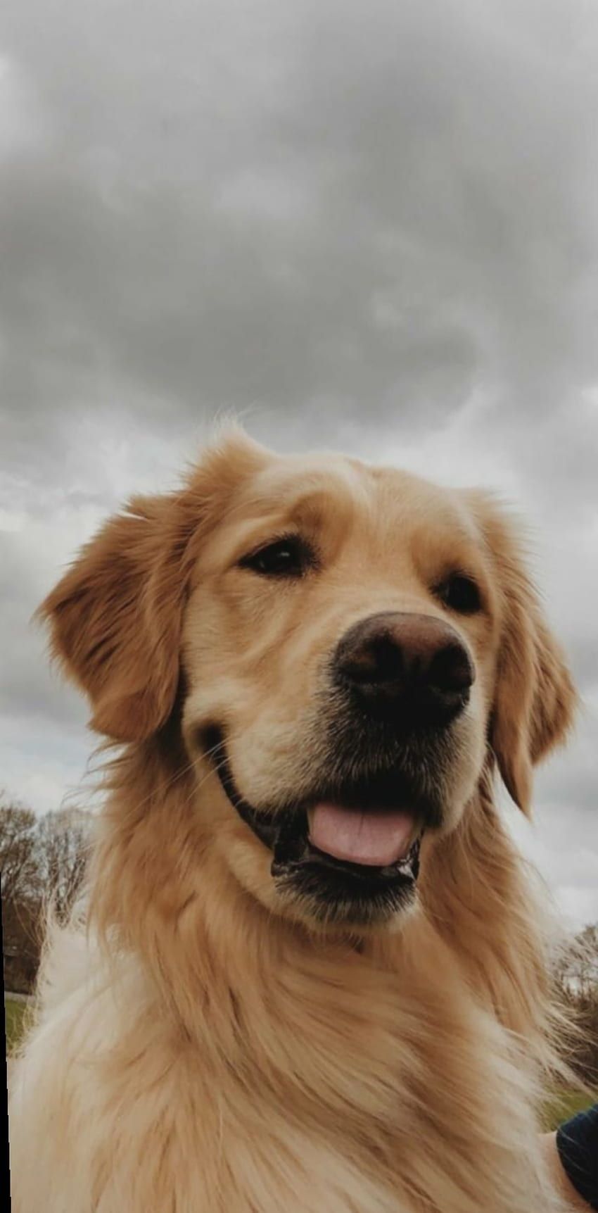 A dog sitting on the grass with its tongue out. - Puppy, dog