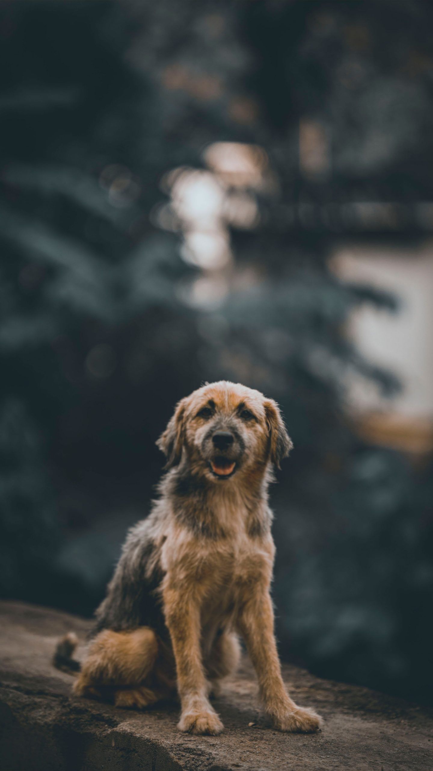 A dog sitting on a rock with a blurry background - Puppy