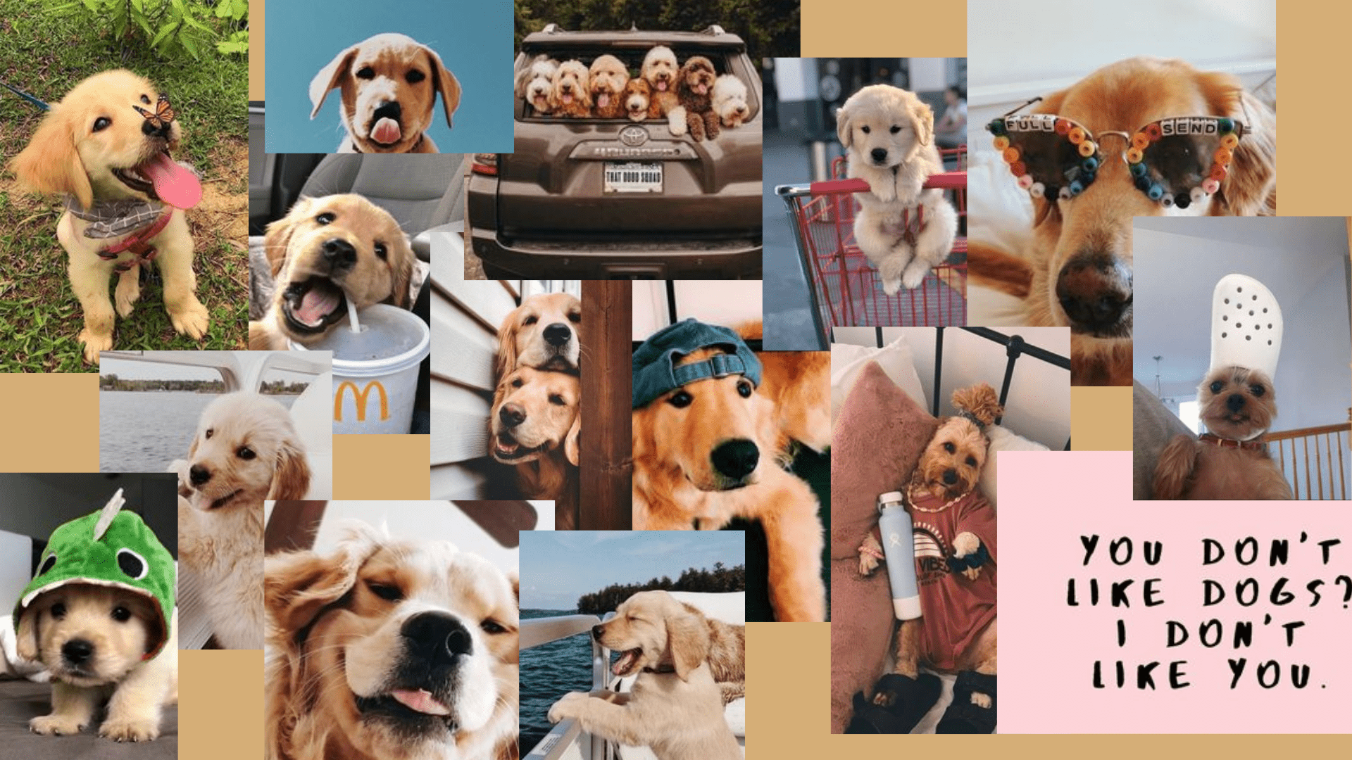 A collage of various pictures of golden retrievers. - Puppy