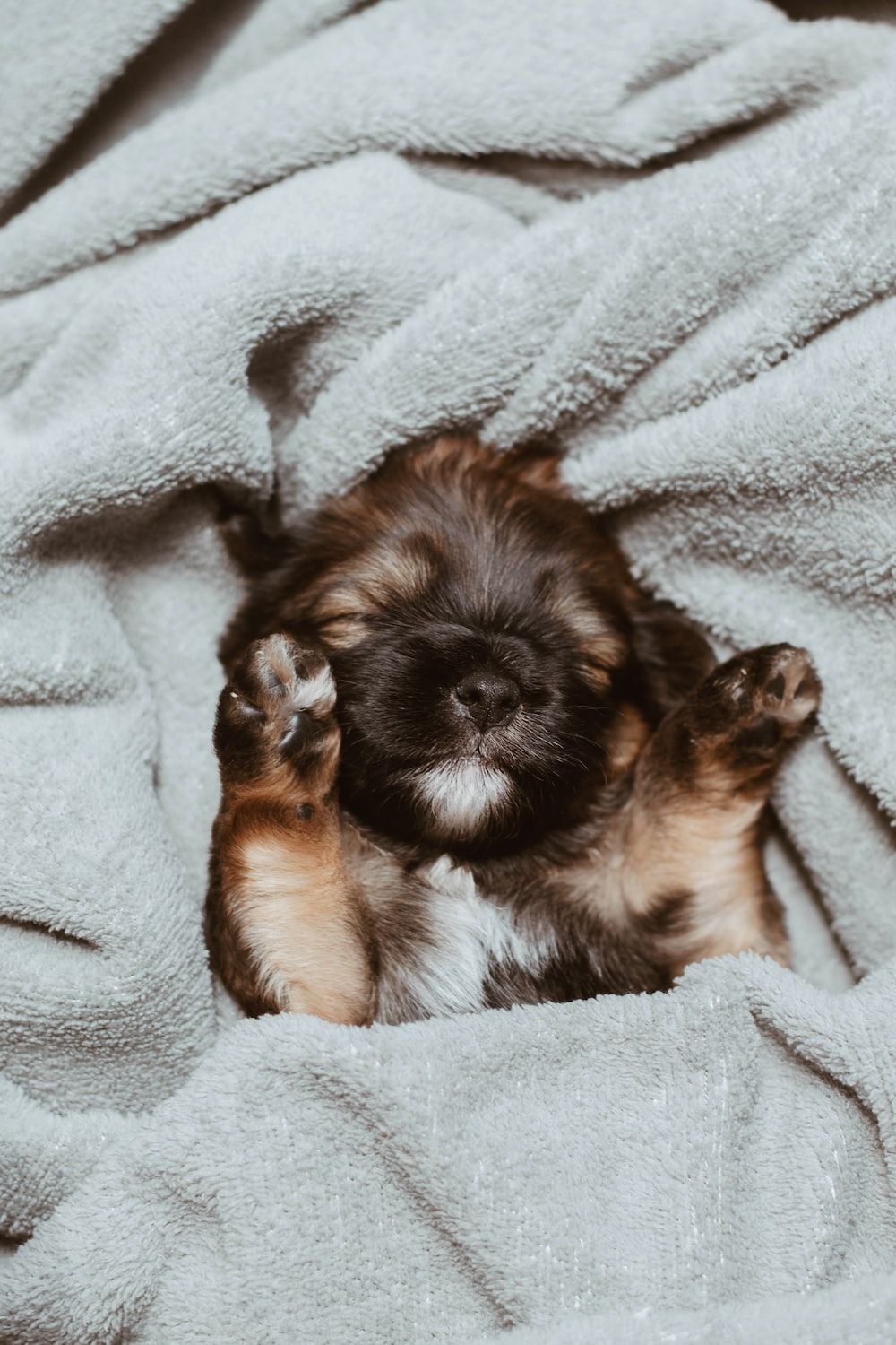 A small dog laying on top of some blankets - Puppy