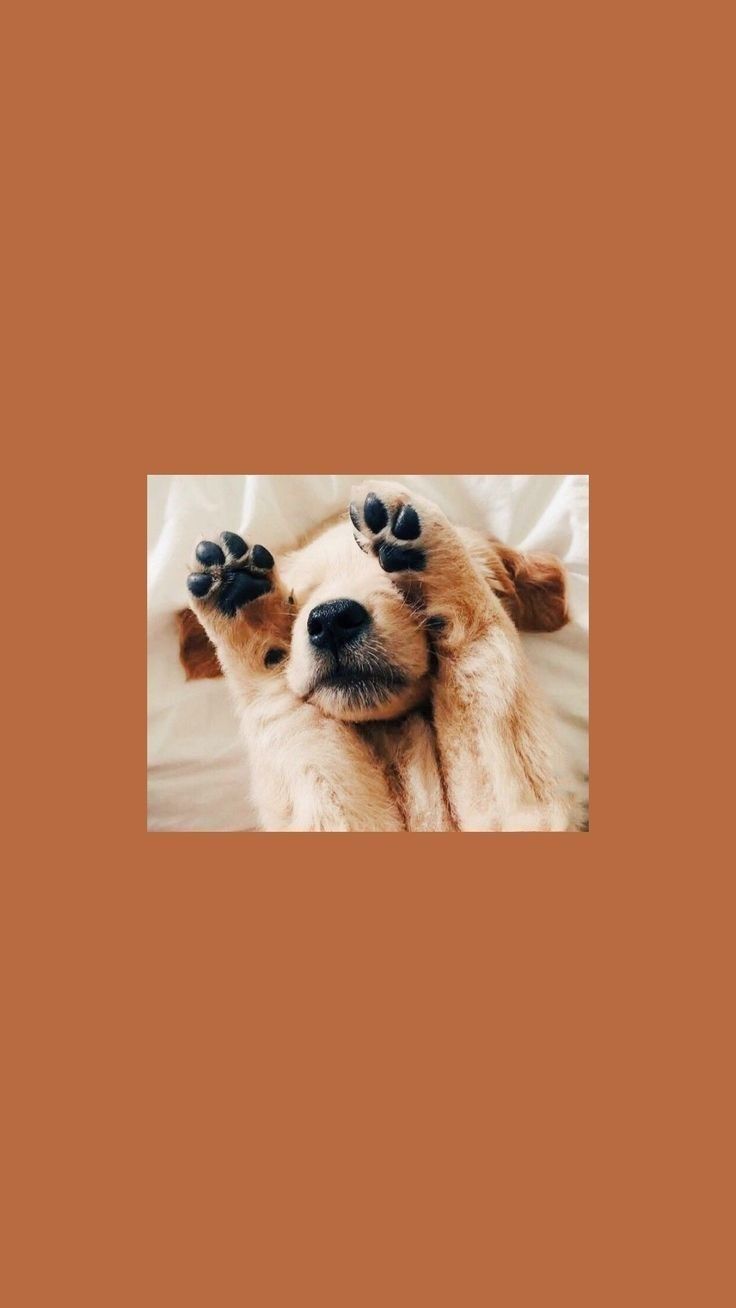 A dog lying on a bed with its paws in the air - Puppy