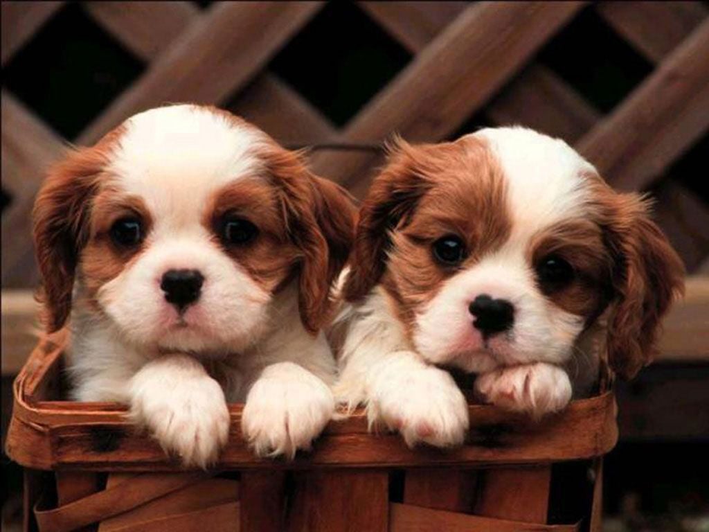 Two puppies in a basket - Puppy