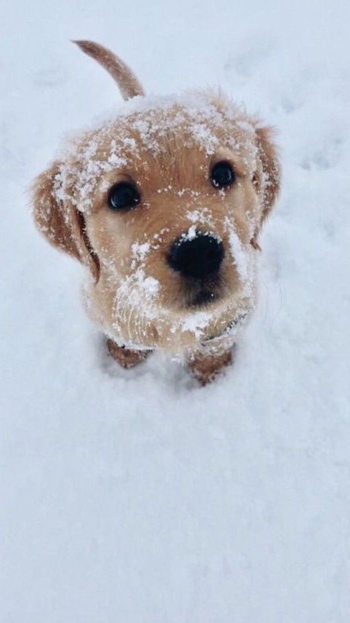 Cute puppy with snow on its nose and face, standing in the snow, winter background - Puppy