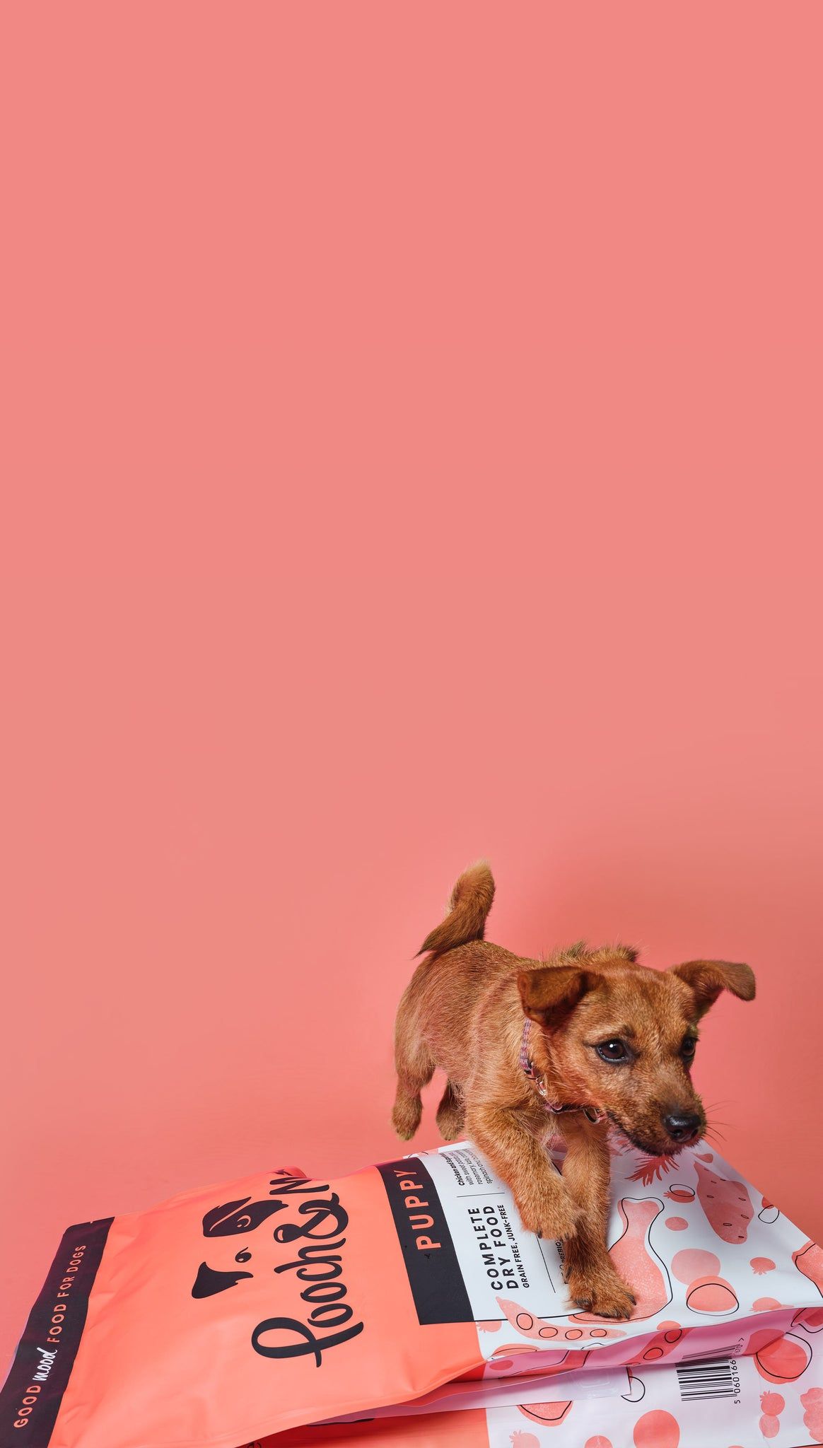 A small dog standing on top of a bag of food. - Puppy