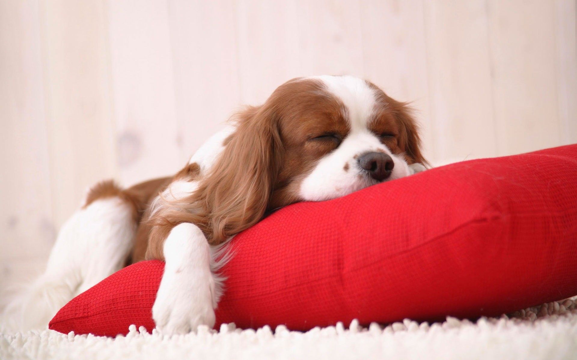 A dog sleeping on top of red pillow - Puppy