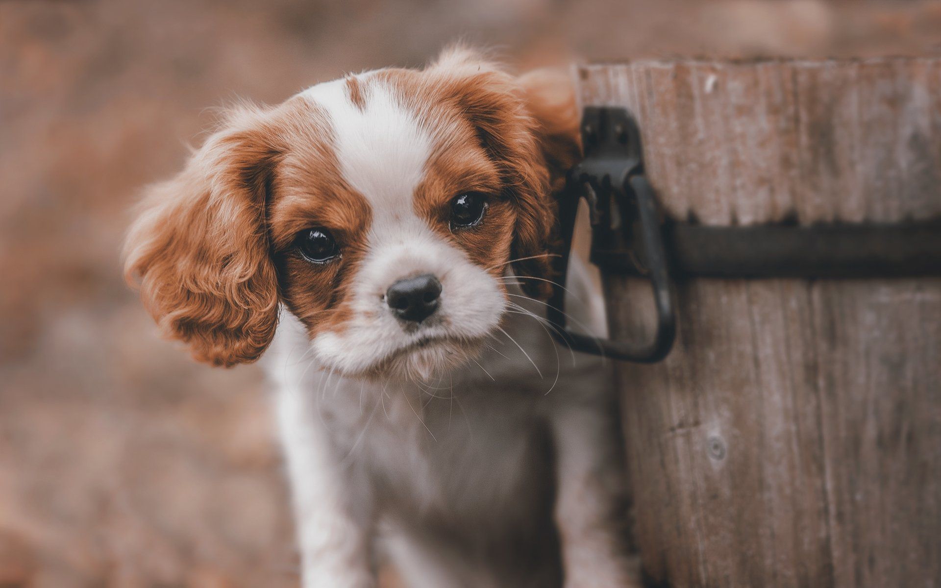 A small dog is standing next to some wood - Puppy