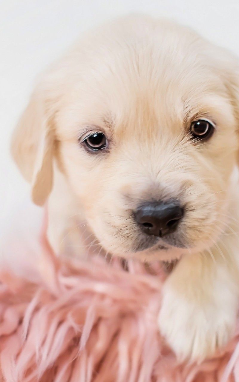 A puppy laying on a pink blanket - Puppy