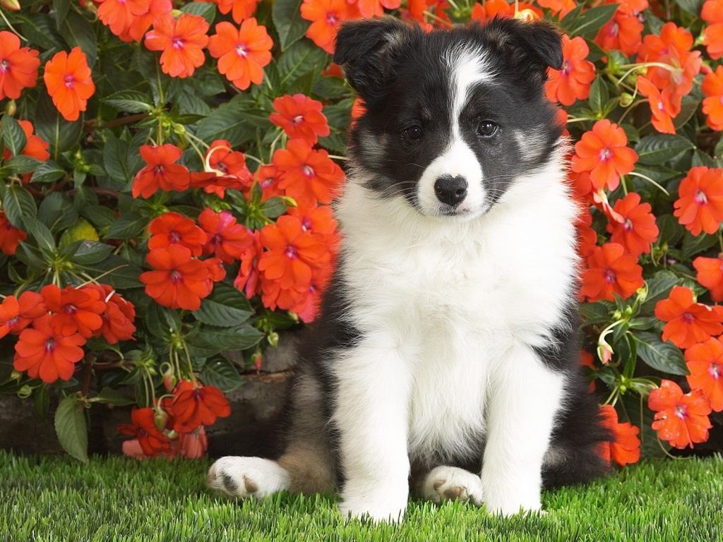 A black and white puppy sitting in front of some flowers - Puppy