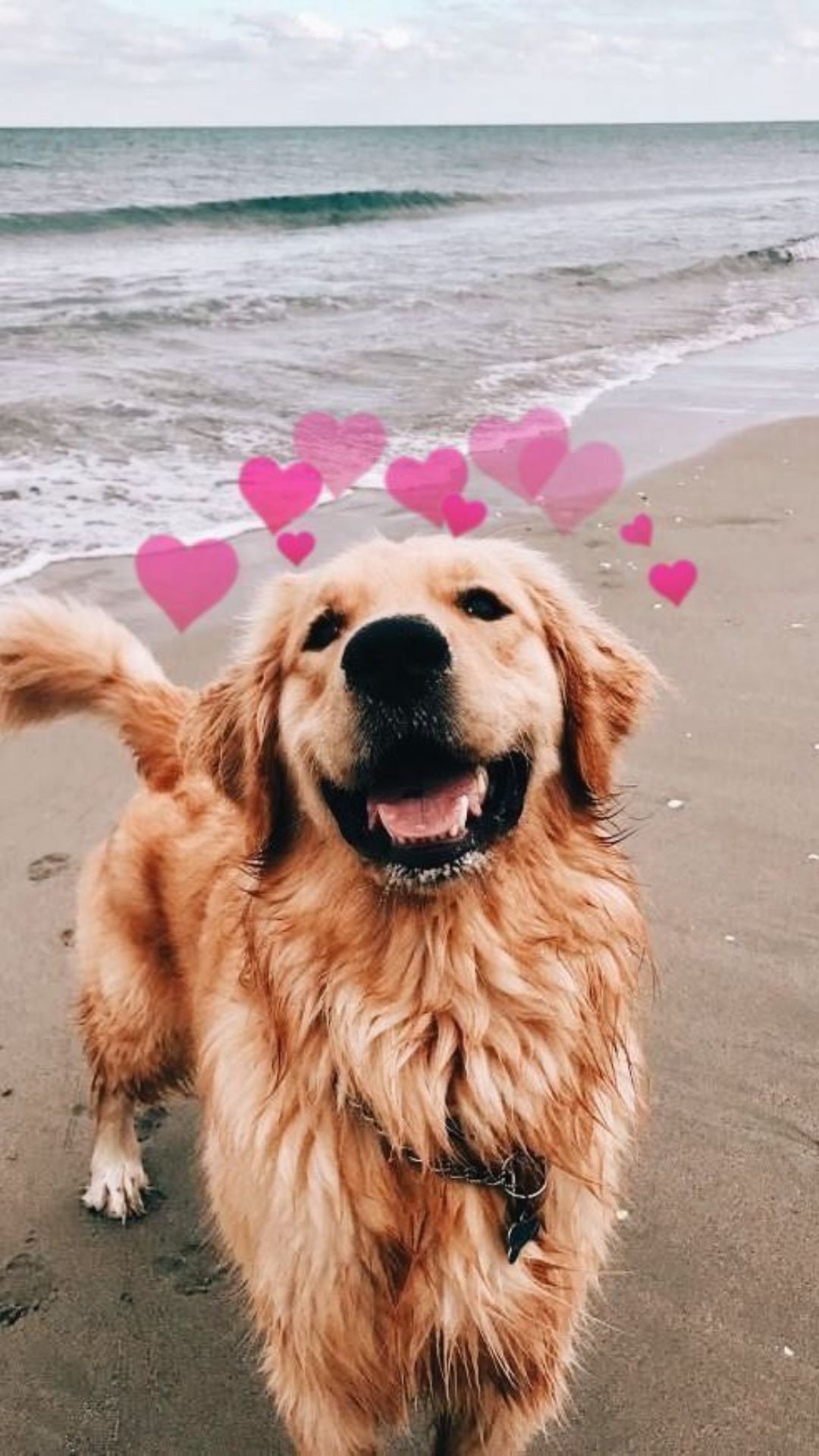 A golden retriever dog on the beach with hearts - Puppy