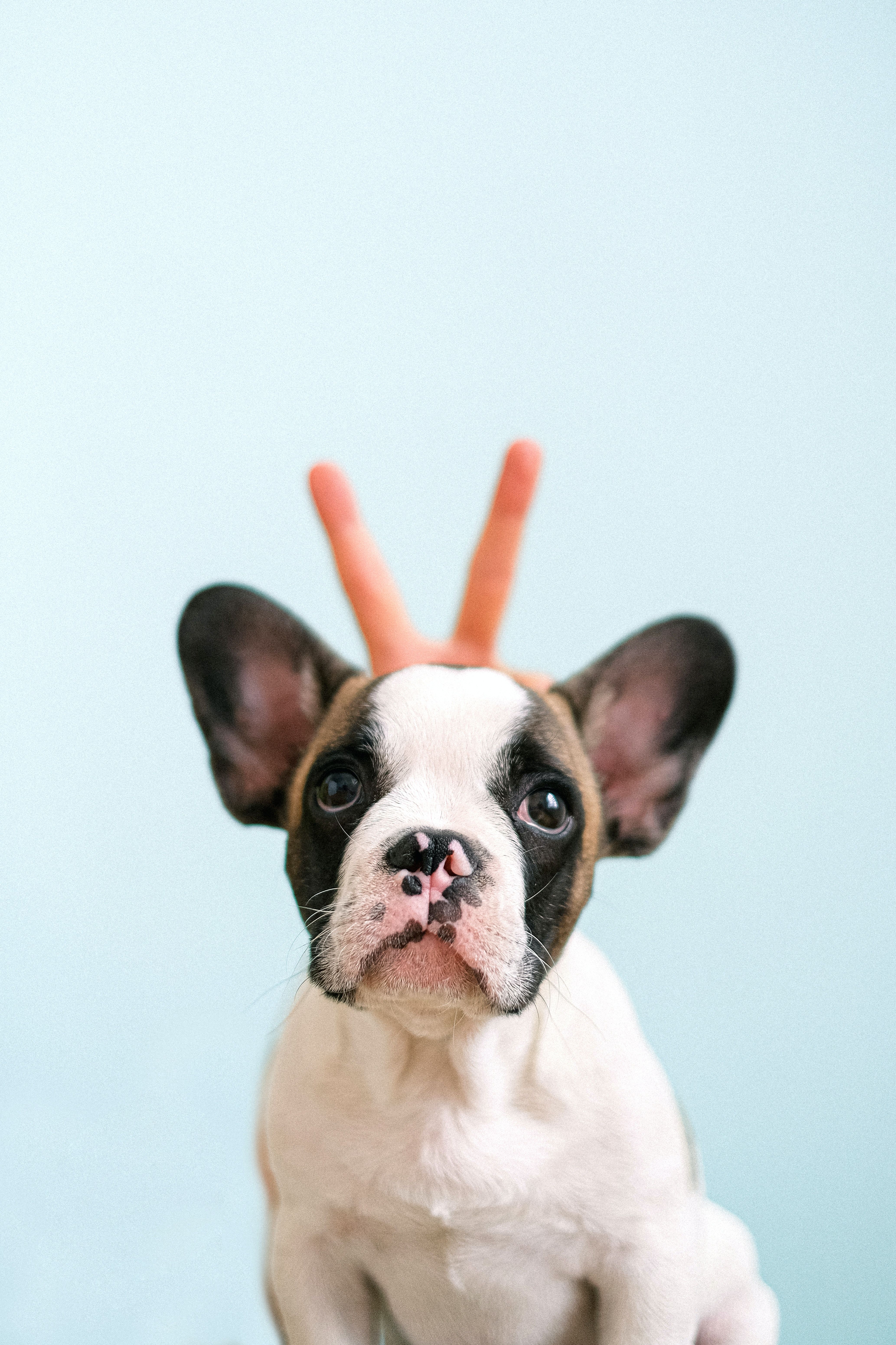 A small dog with its head on top of someone's hand - Puppy