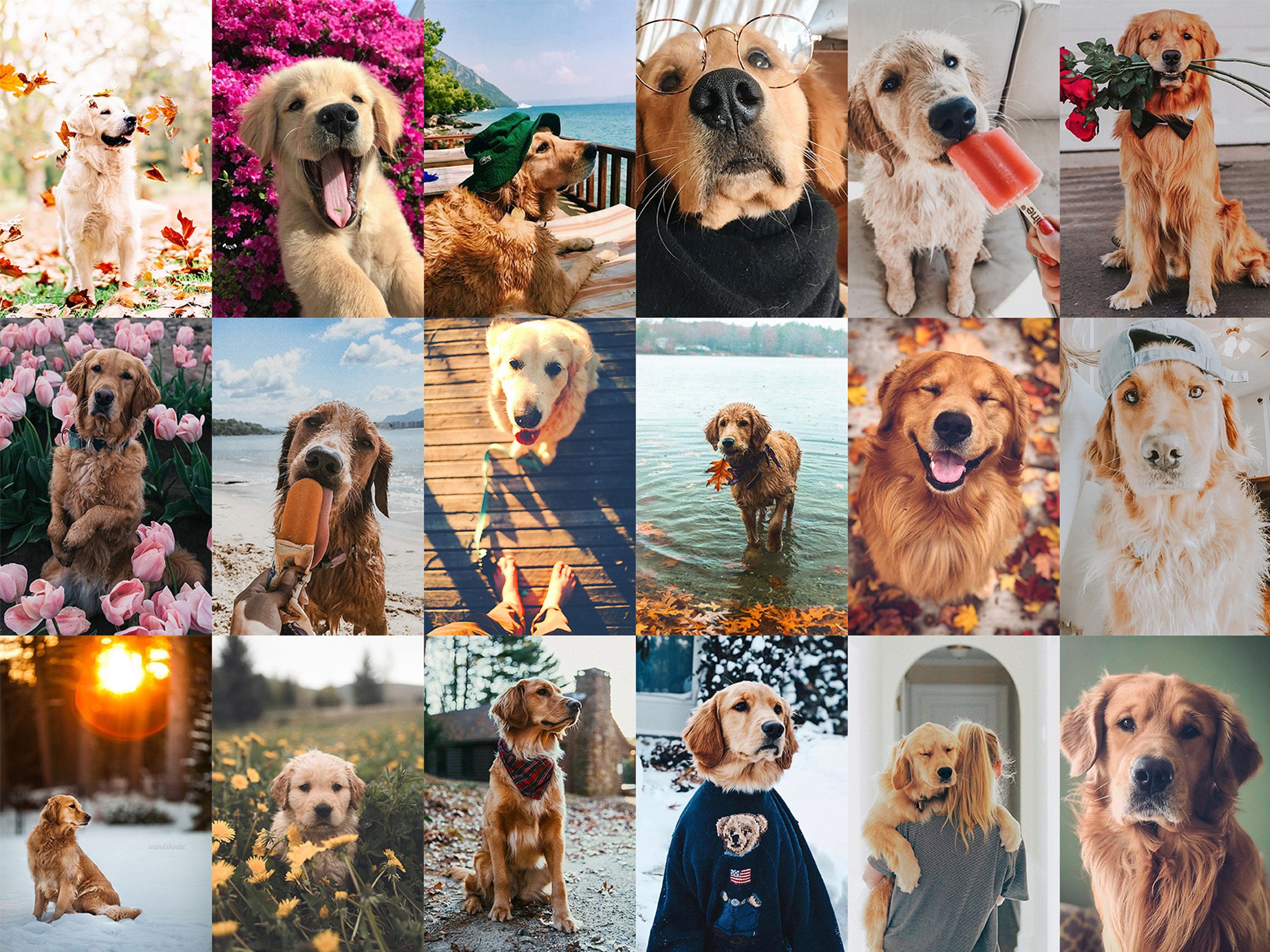 A collage of pictures featuring many different dogs - Puppy