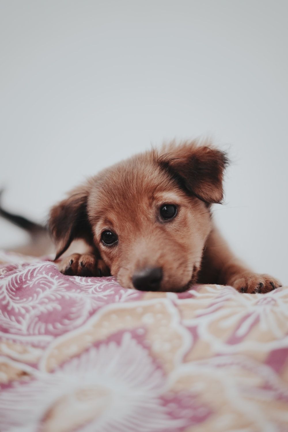 A small brown puppy is laying on a bed with a pink and white blanket. - Puppy