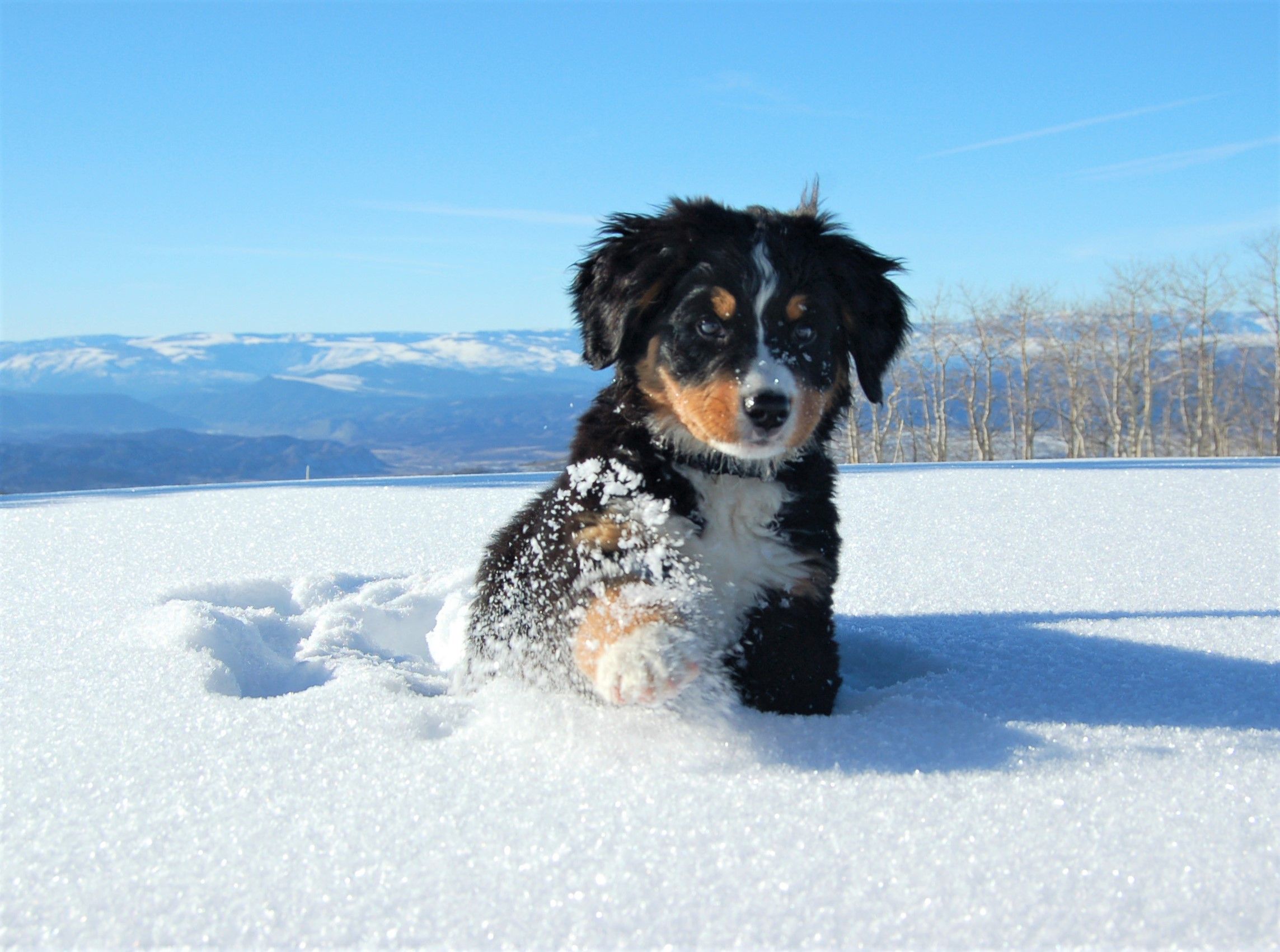 A dog is standing in the snow - Puppy