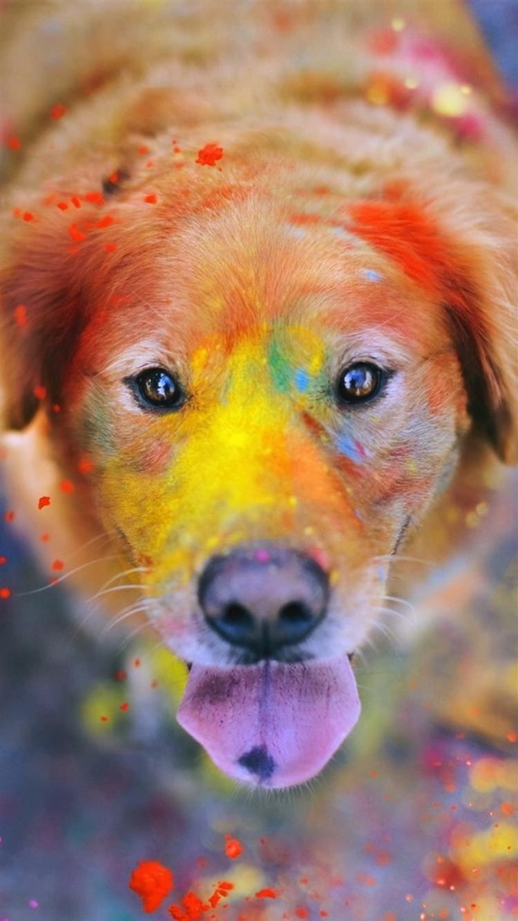 Colorful Paint Giant Dog Animal iPhone 8 Wallpaper Free Download